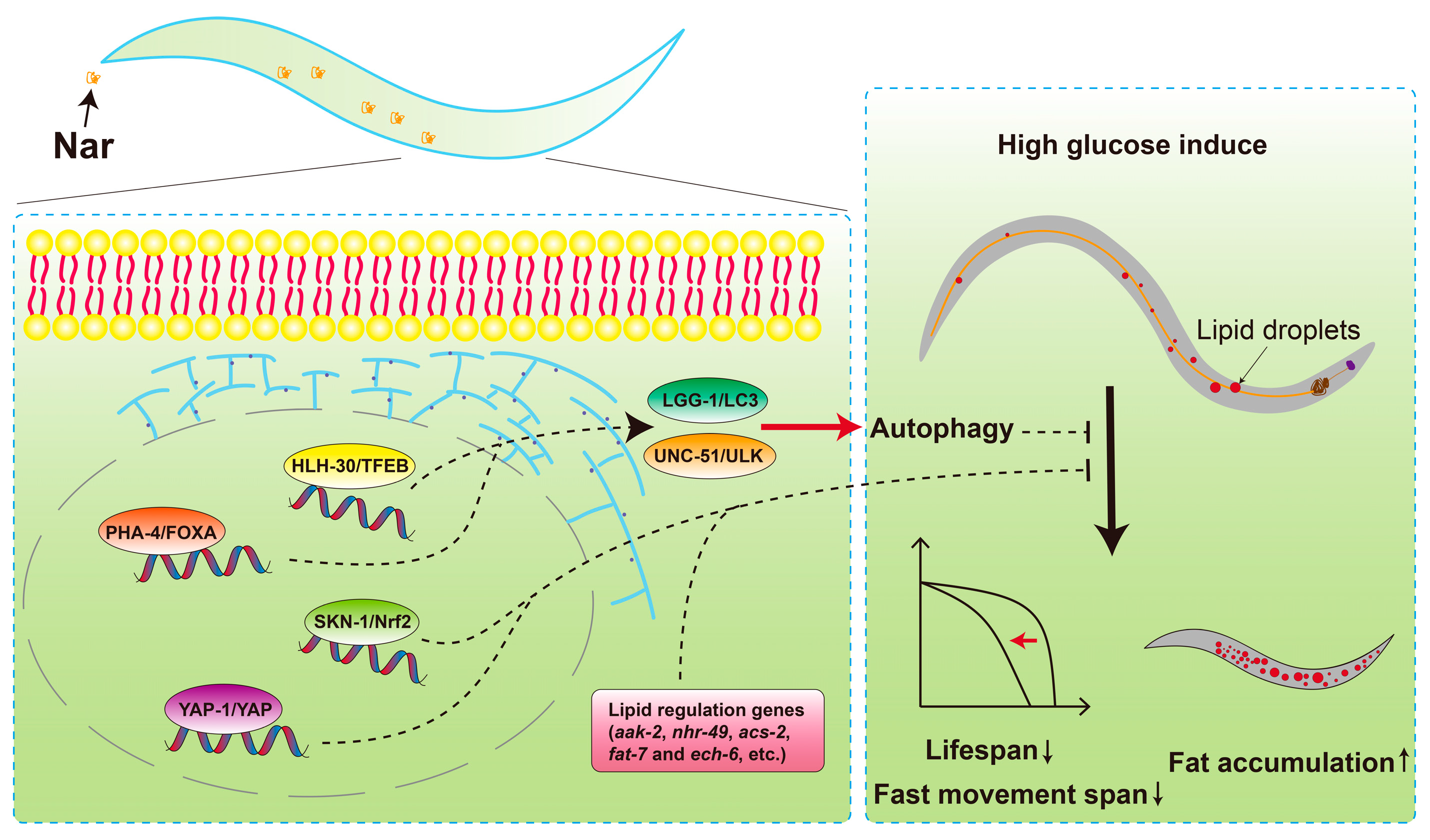 Nutrients 15 00907 g009 Nutrients 15 00907 g009