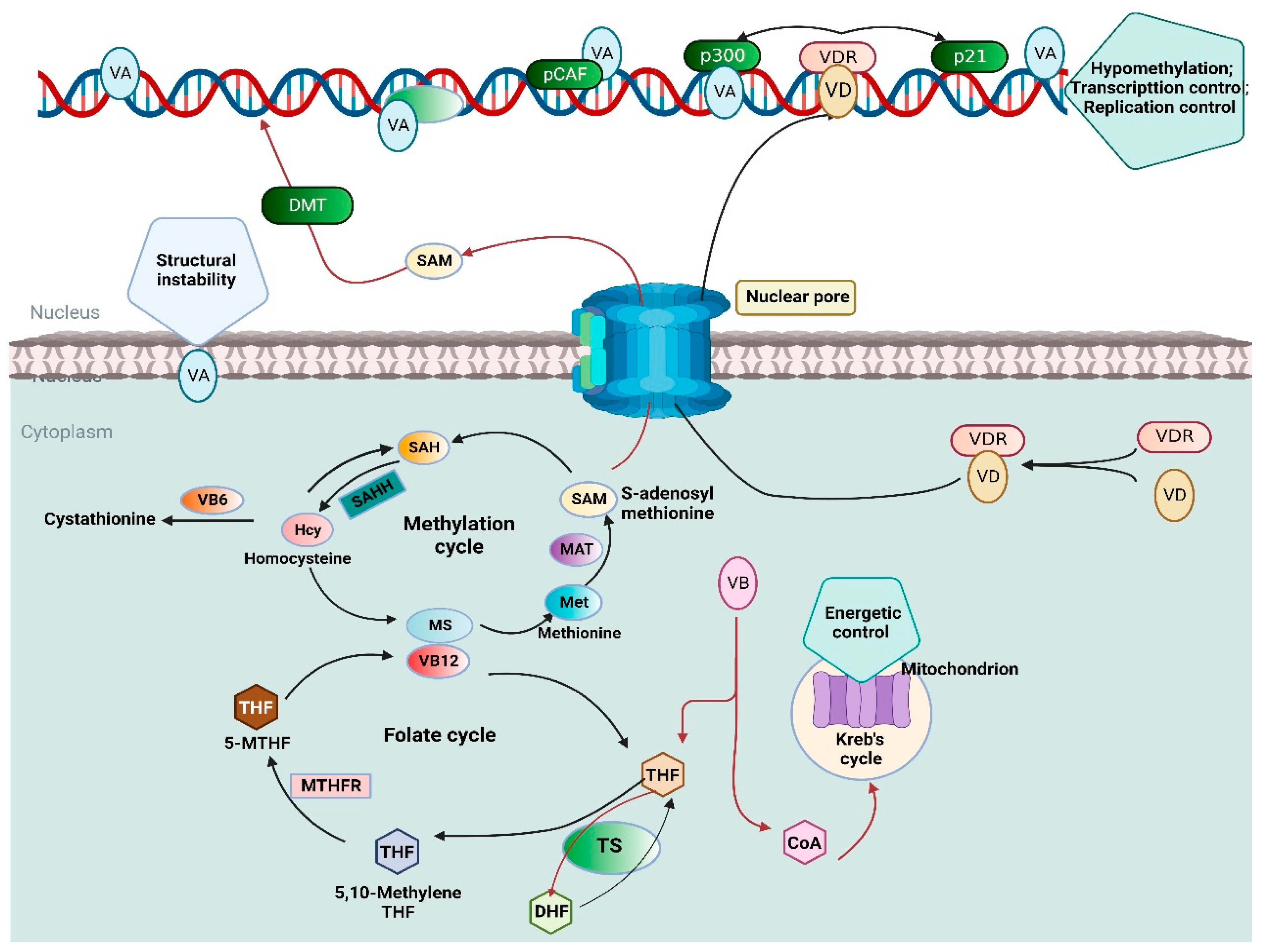 Nutrients 15 00970 g001