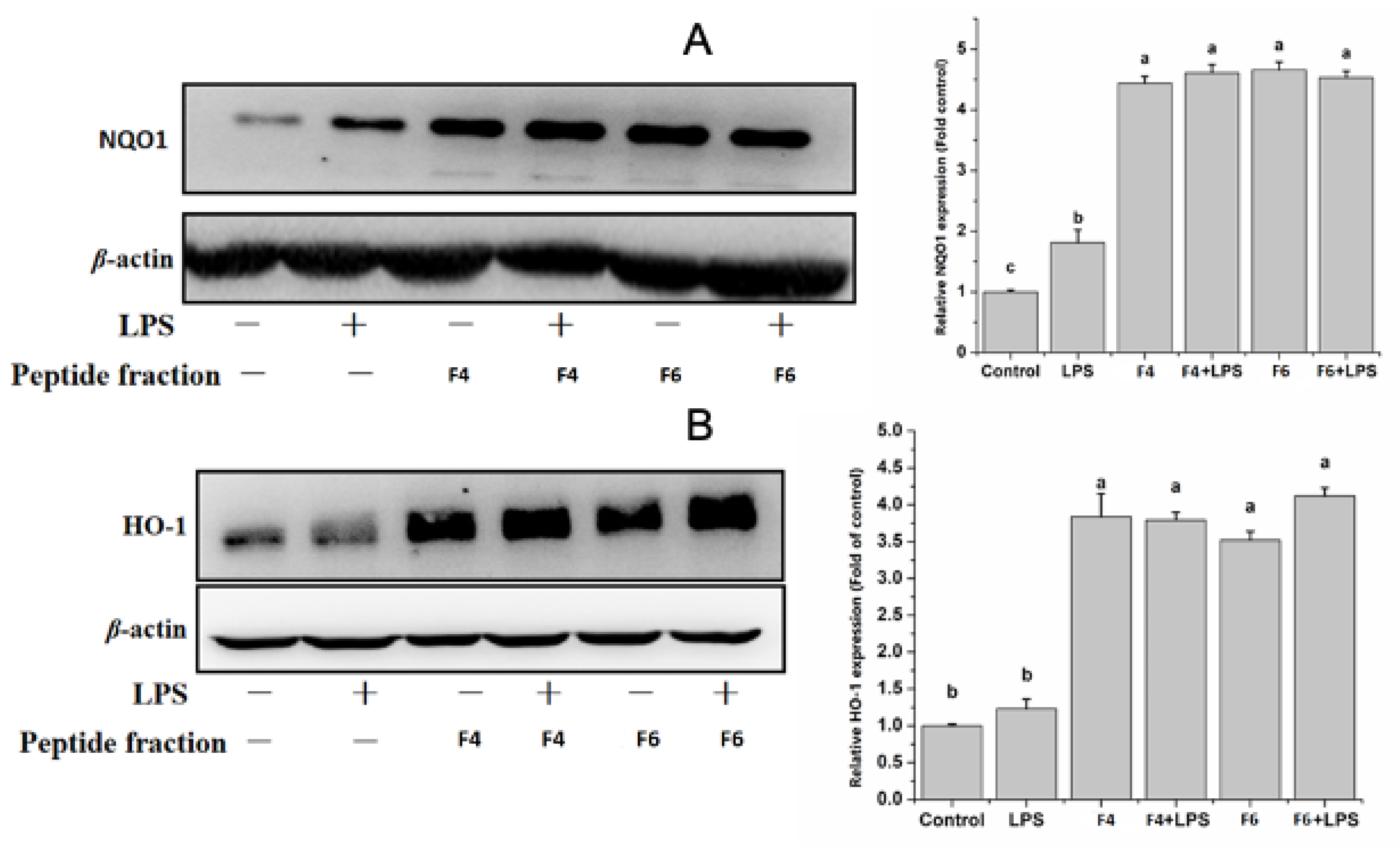 Nutrients 15 01035 g006 Nutrients 15 01035 g006