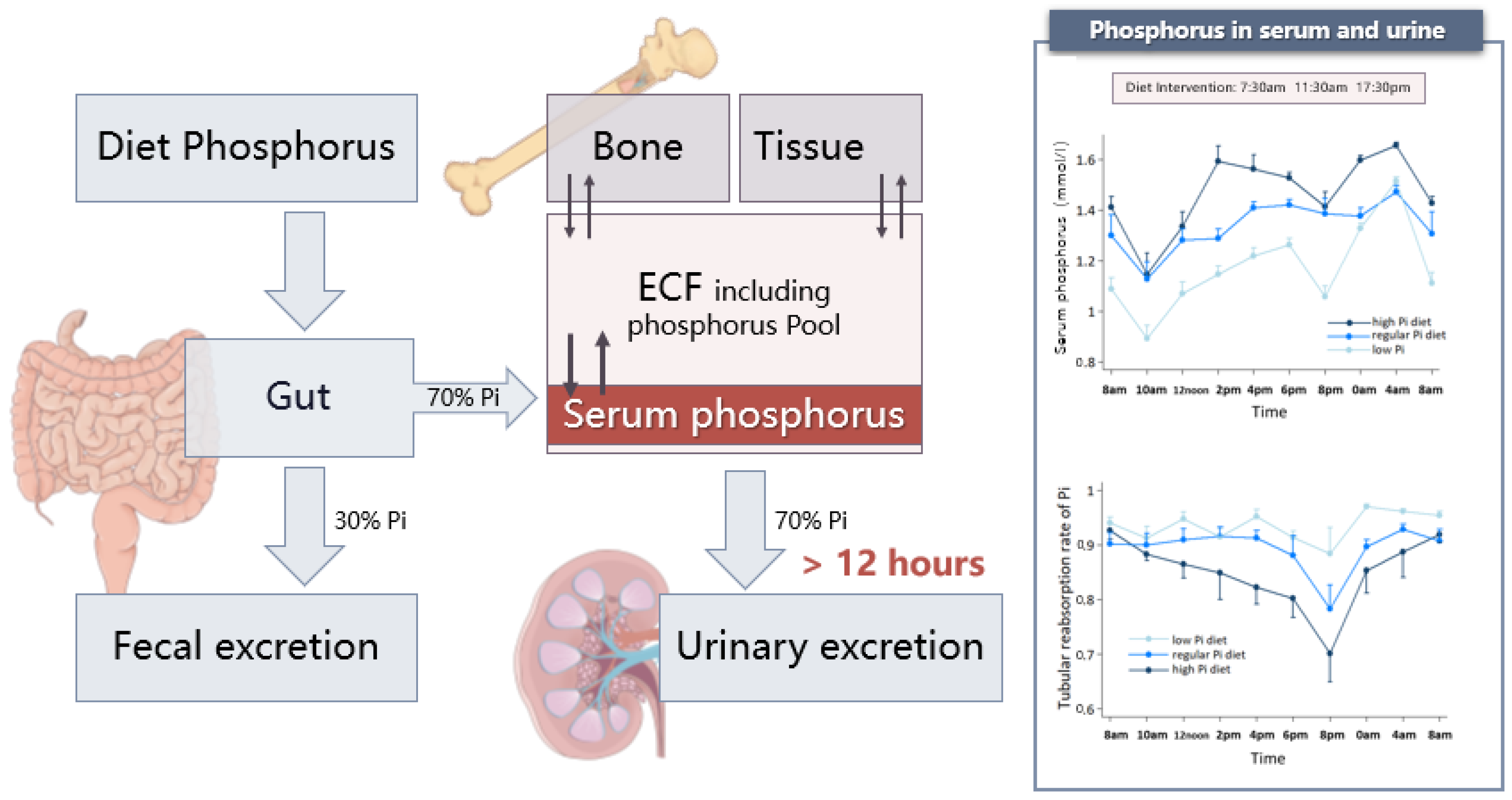 Nutrients Free FullText Focusing on Phosphorus Loads From Healthy People to Chronic Kidney