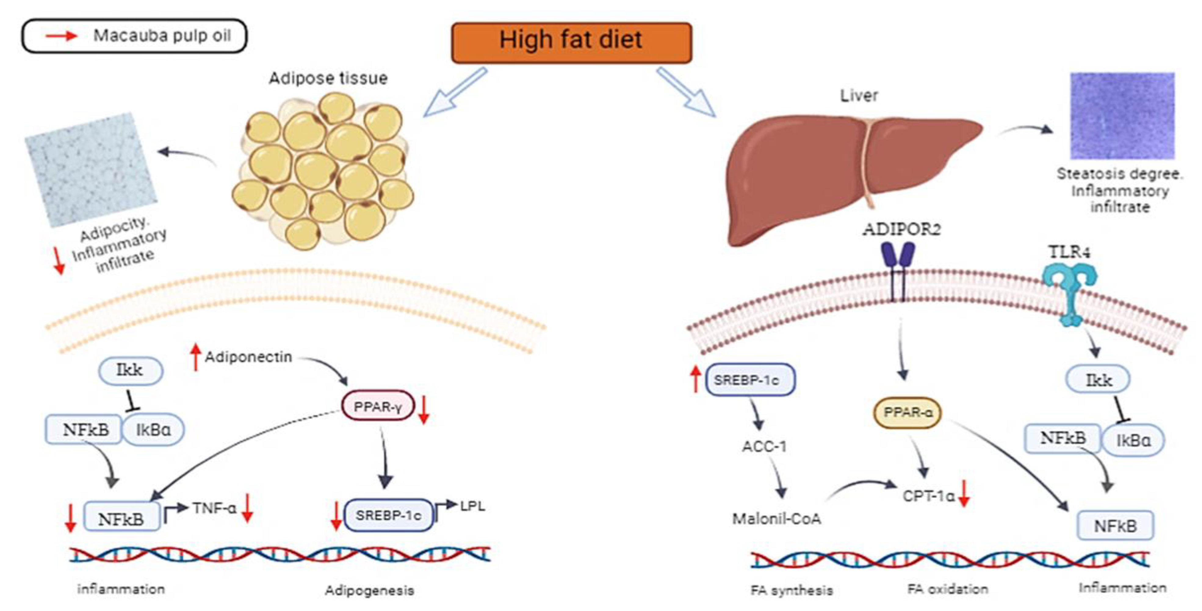Nutrients 15 01252 g005