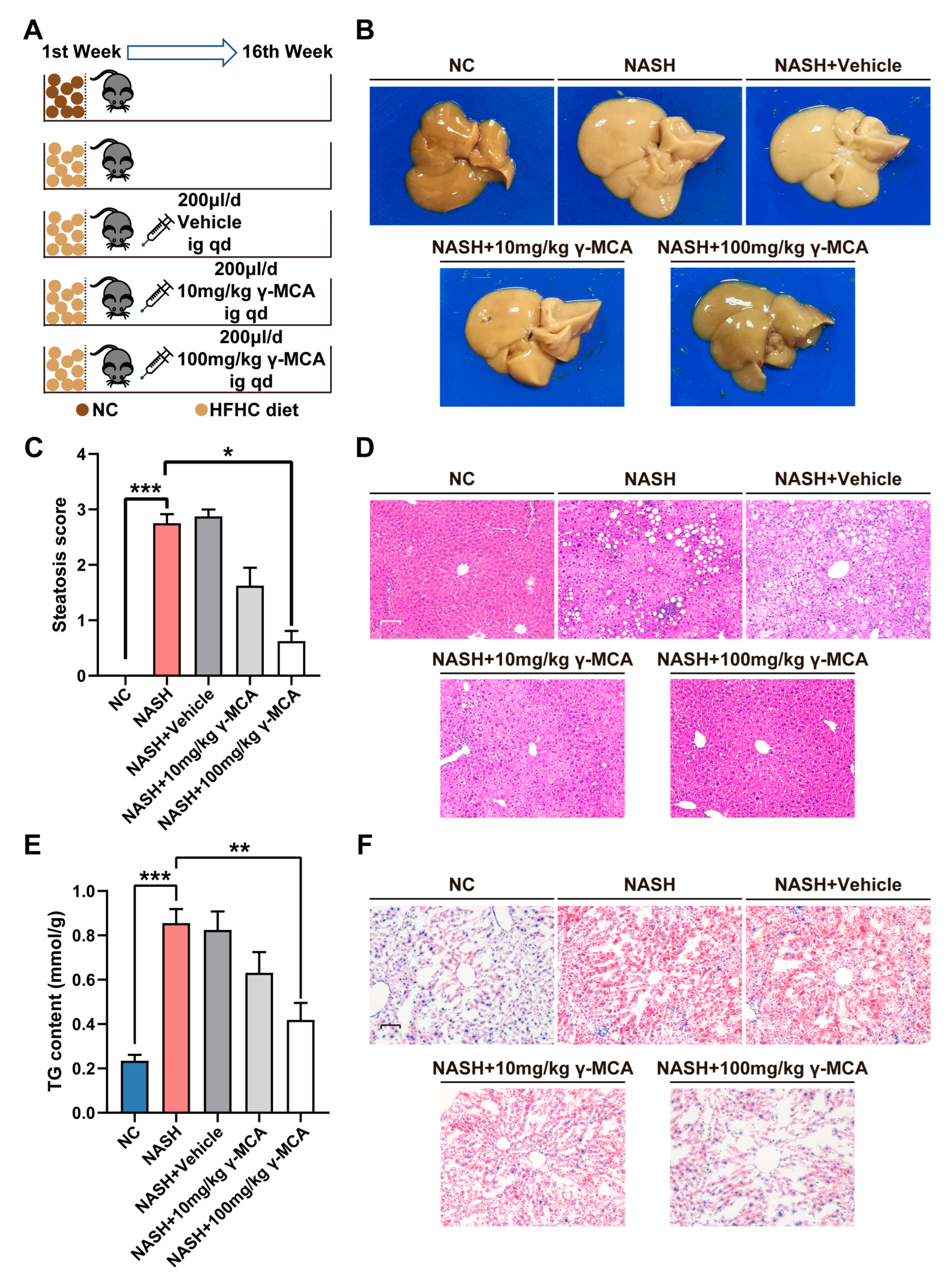 Nutrients 15 01255 g003 Nutrients 15 01255 g003