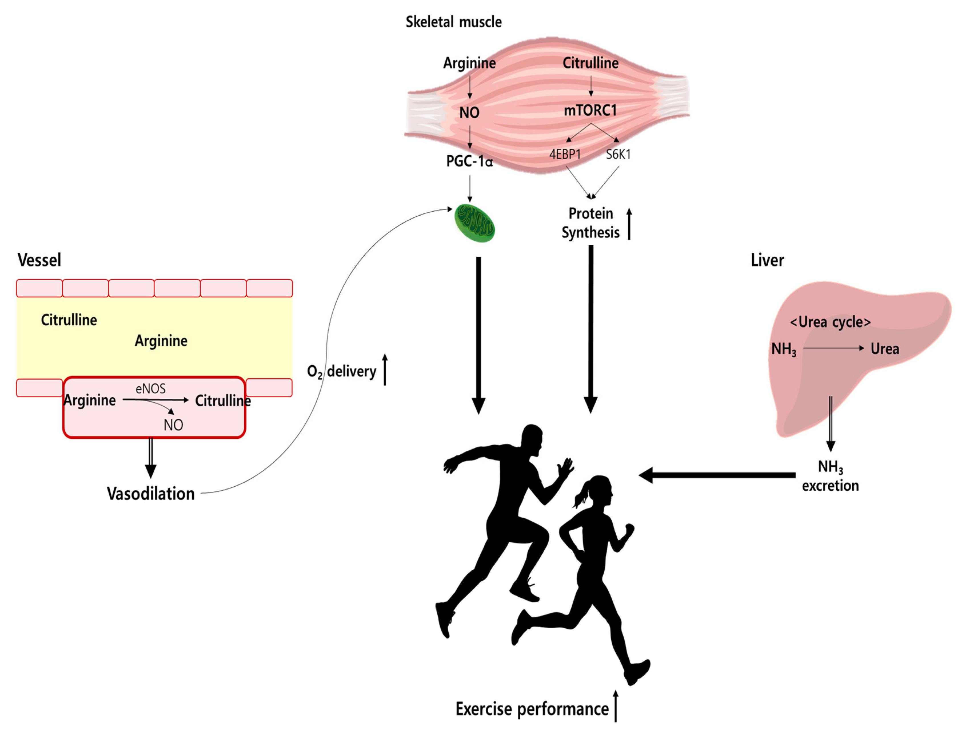 Nutrients 15 01268 g002 Nutrients 15 01268 g002