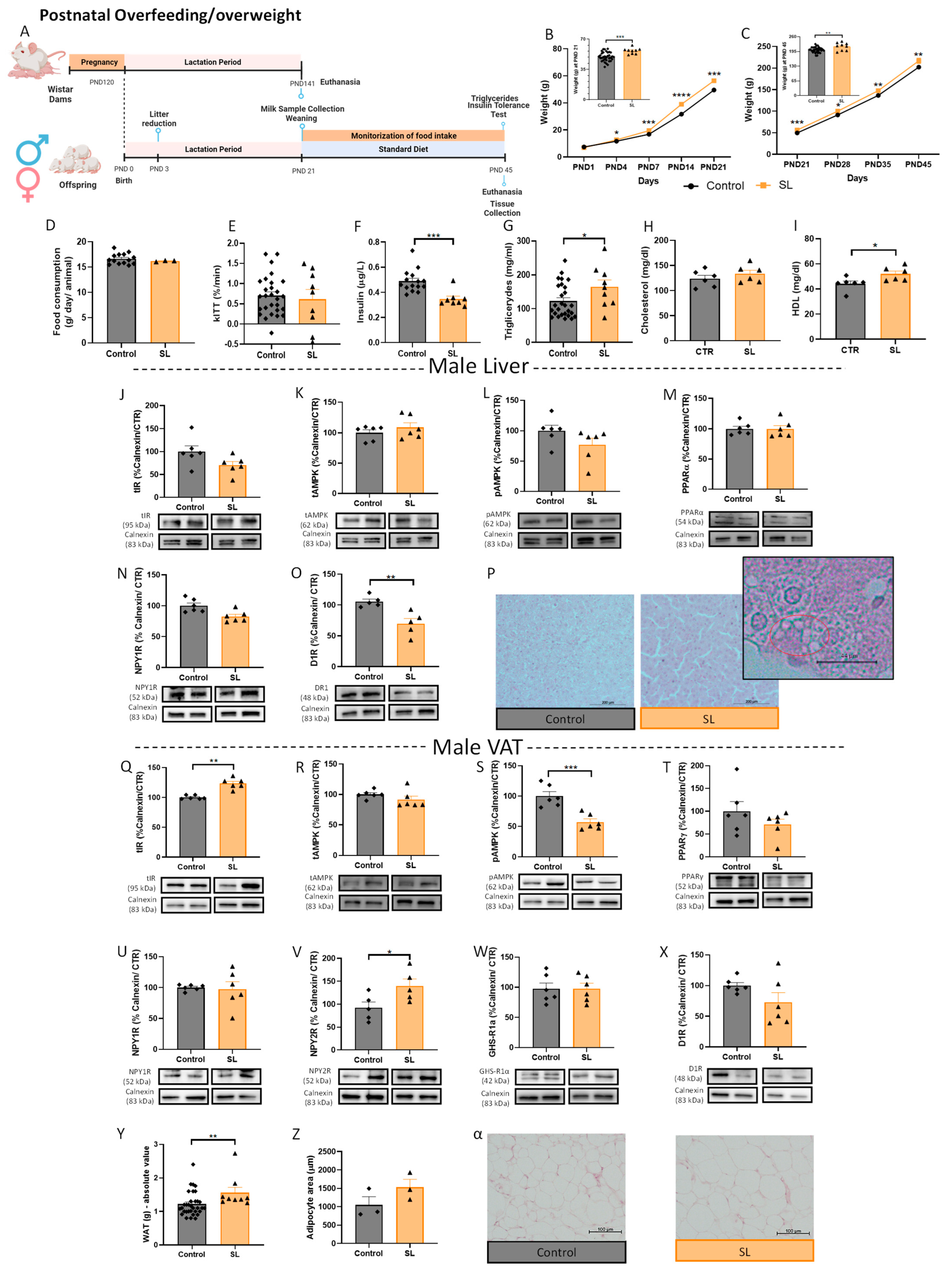 Nutrients 15 01281 g003 Nutrients 15 01281 g003