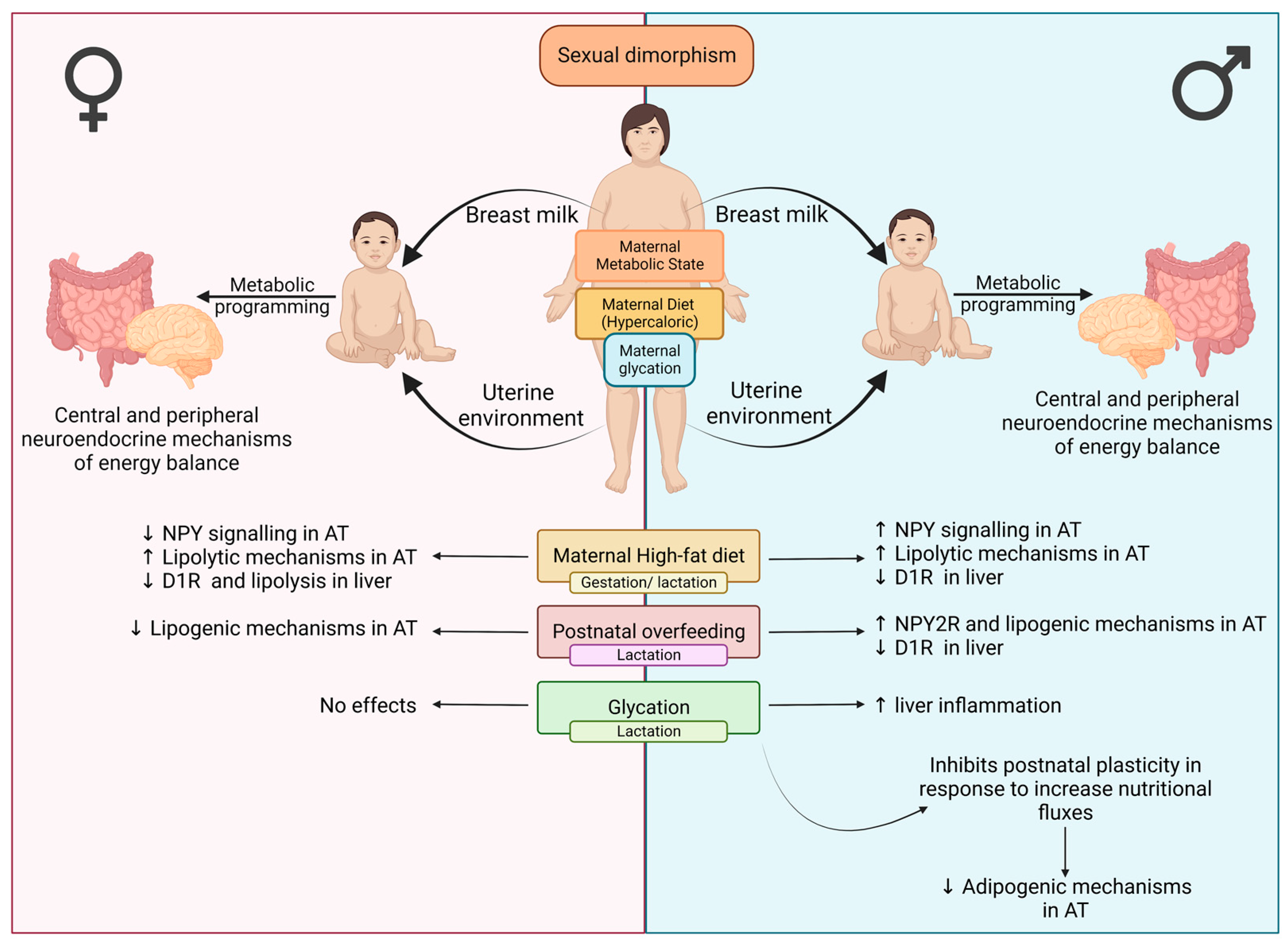 Nutrients 15 01281 g009 Nutrients 15 01281 g009