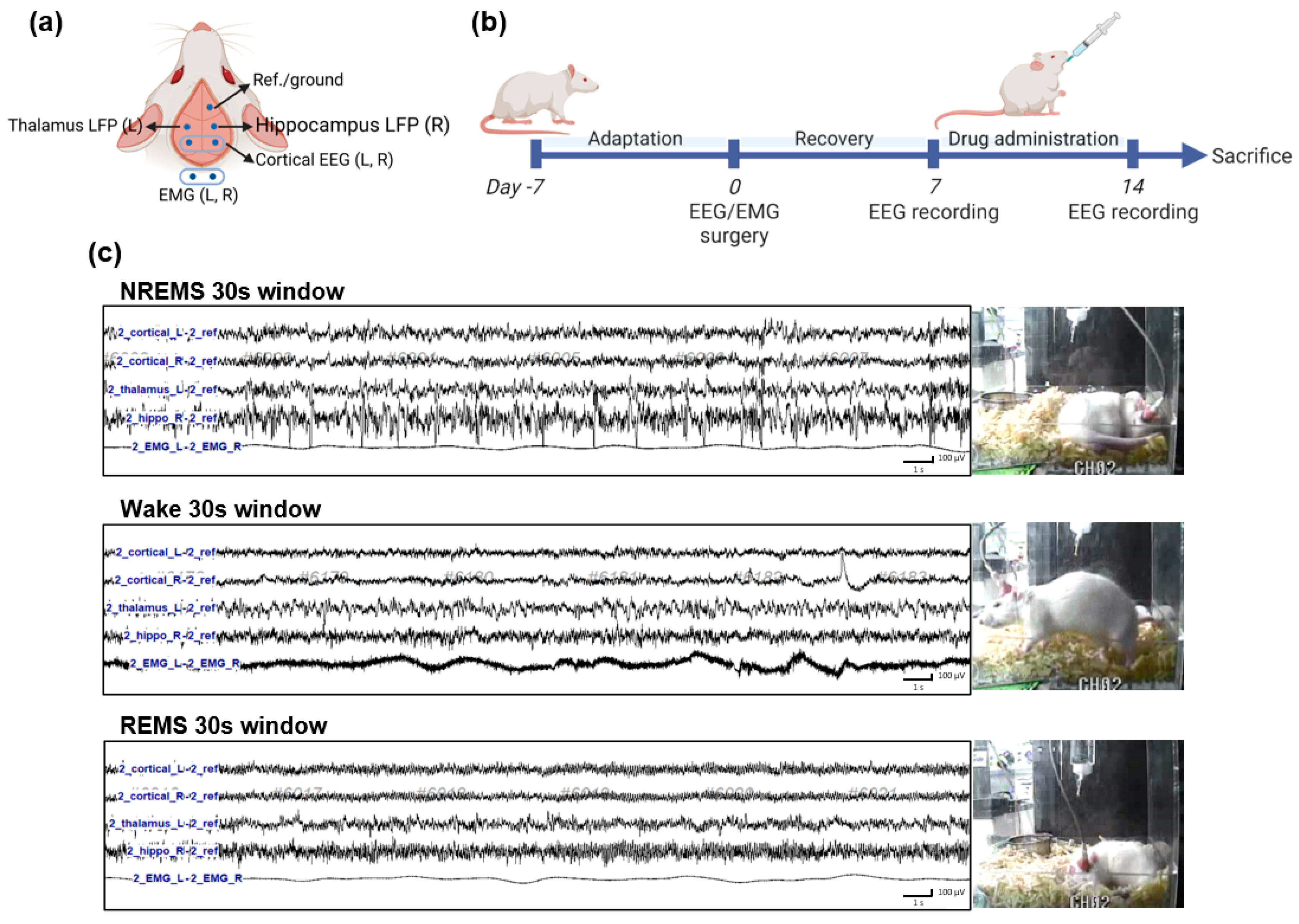 Nutrients 15 01309 g001