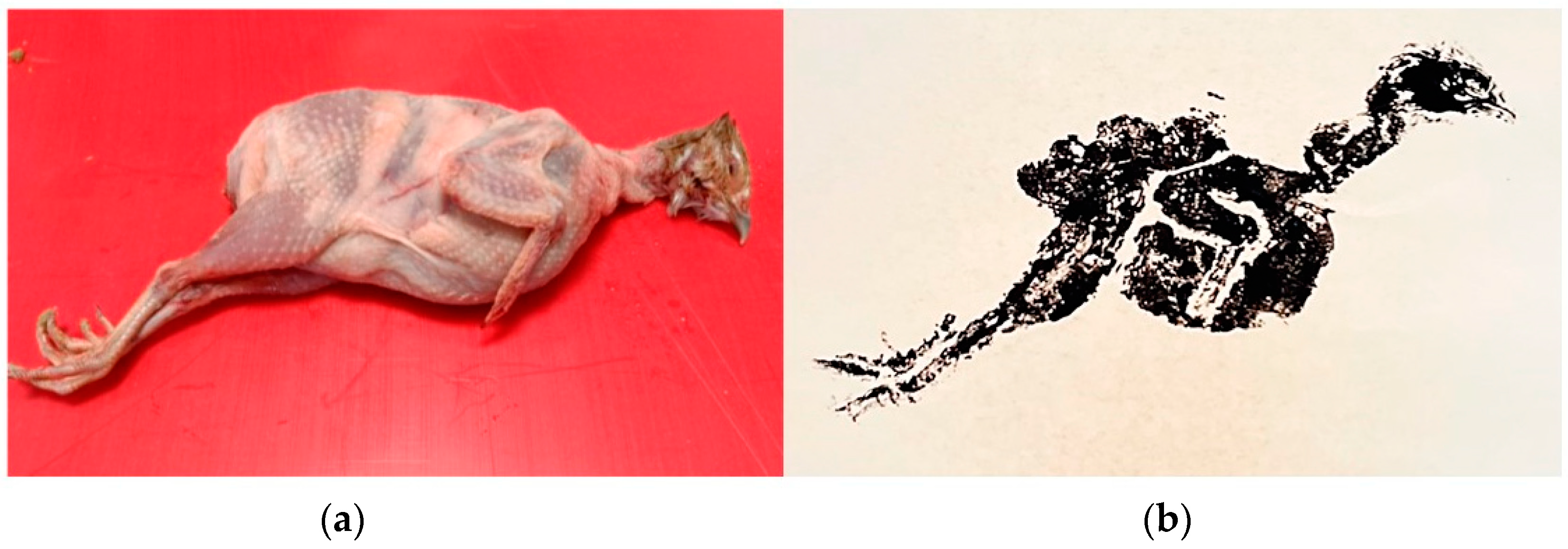 Nutrients 15 01326 g002 Nutrients 15 01326 g002