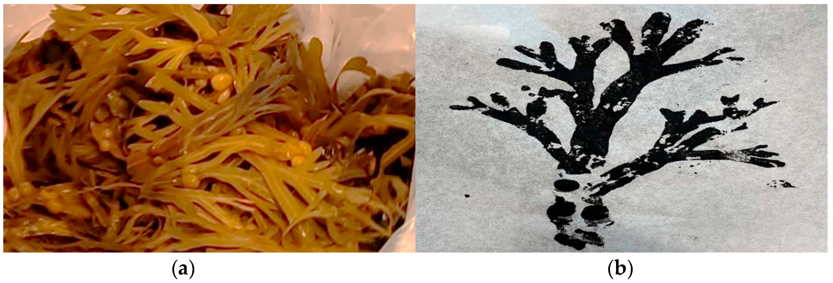 Nutrients 15 01326 g003 Nutrients 15 01326 g003