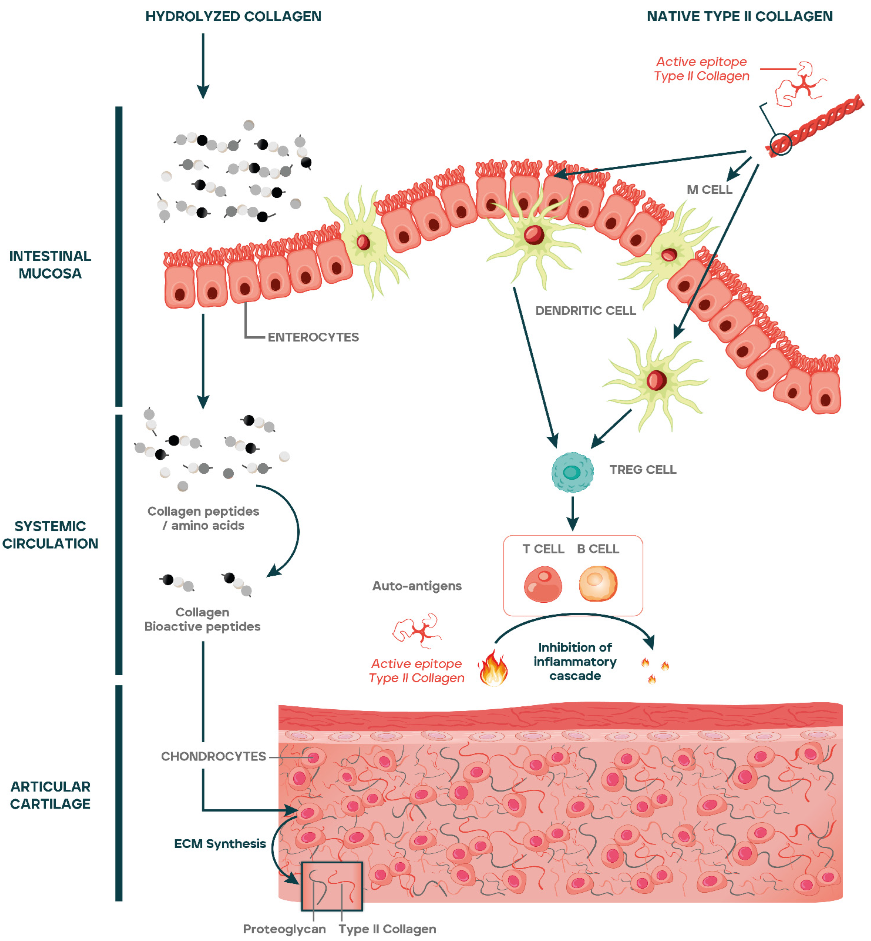 Nutrients 15 01332 g002