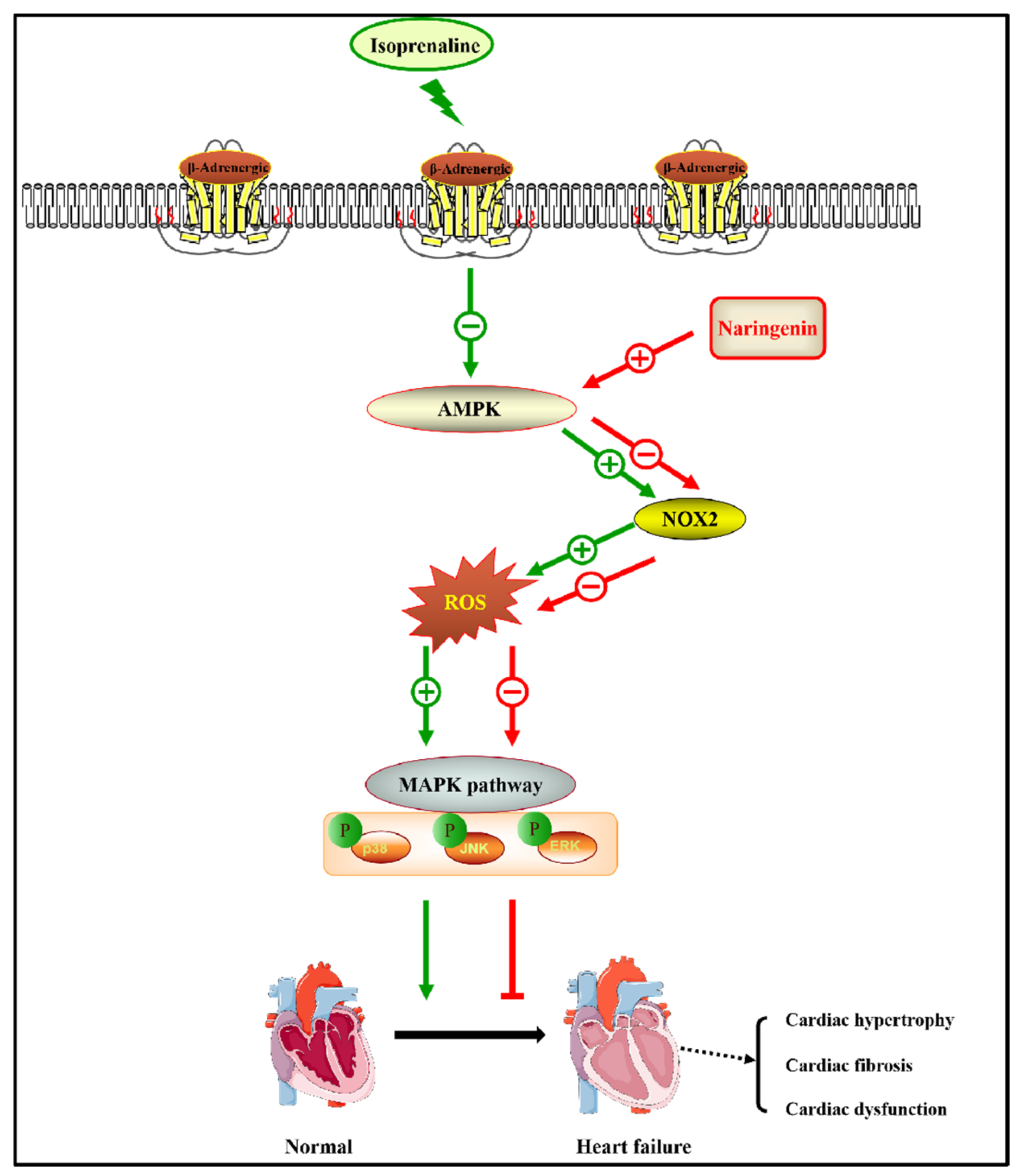 Nutrients Free FullText Naringenin Attenuates IsoprenalineInduced