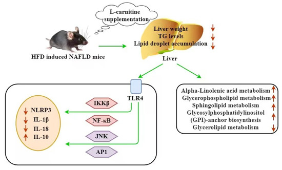Liver Lipidomics Analysis Revealed the Novel Ameliorative Mechanisms of L- Carnitine on High-Fat Diet-Induced NAFLD Mice