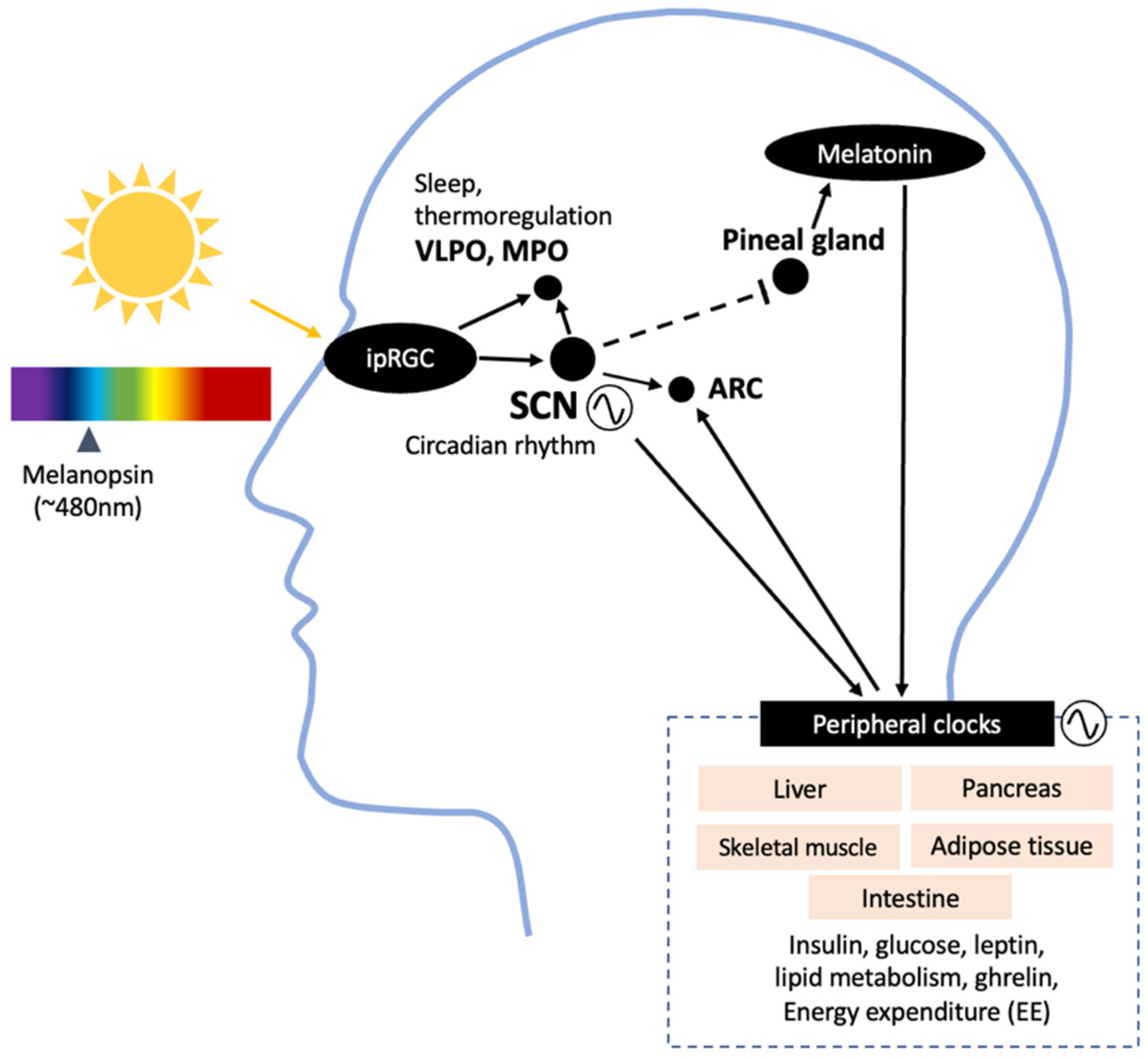 Nutrients 15 01391 g001 Nutrients 15 01391 g001