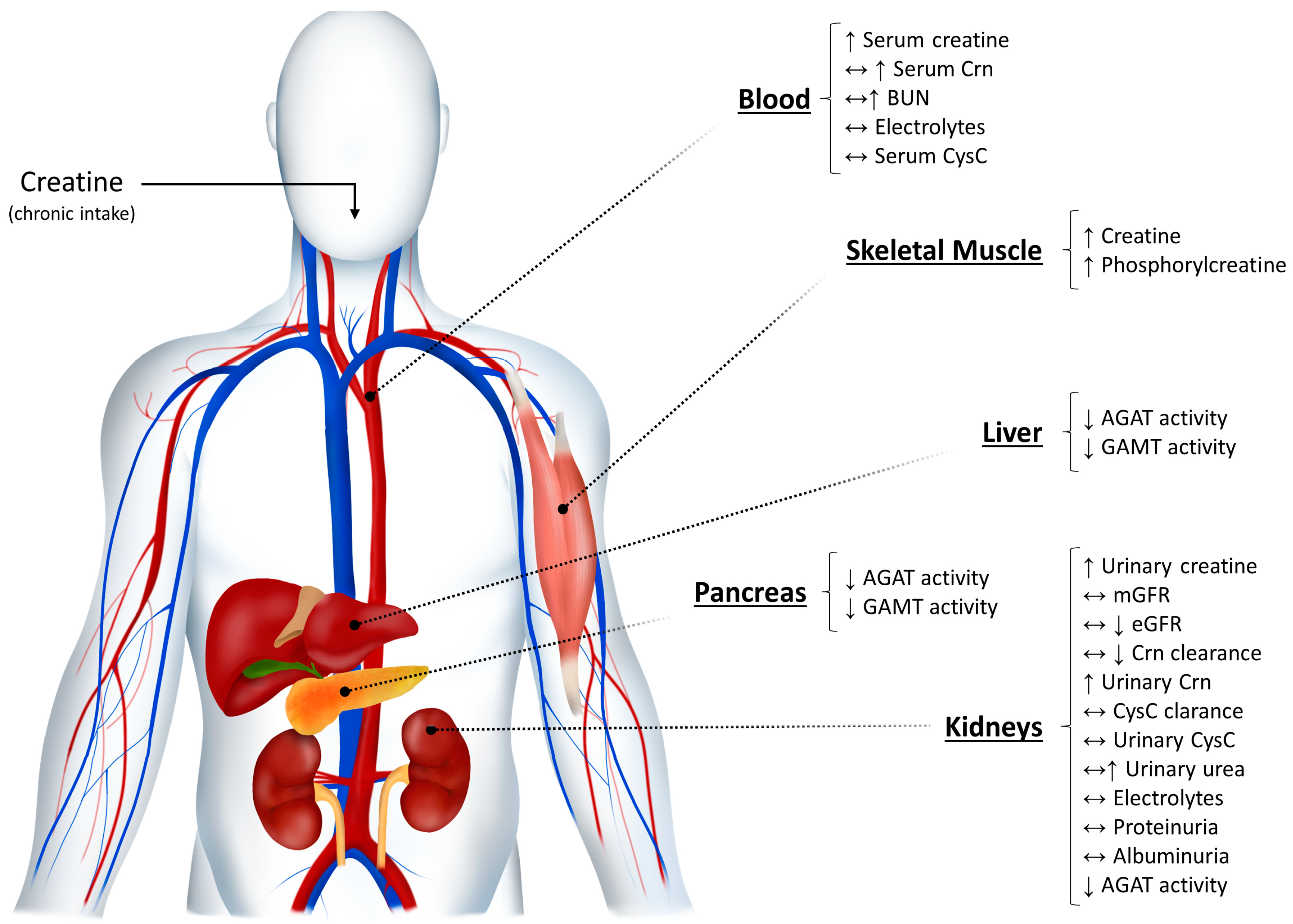 What is the Difference between Creatine And Creatinine: Key Variations 1 What is the Difference between Creatine And Creatinine: Key Variations