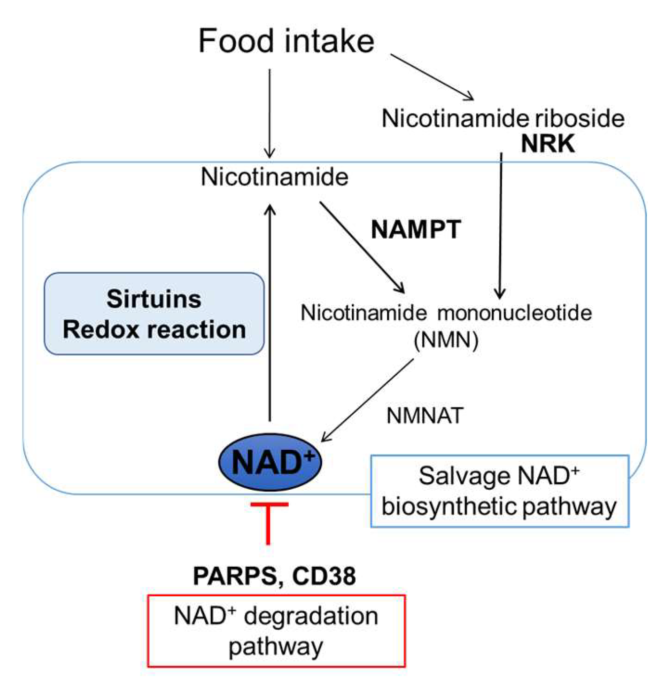 https://www.mdpi.com/nutrients/nutrients-15-01494/article_deploy/html/images/nutrients-15-01494-g001.png