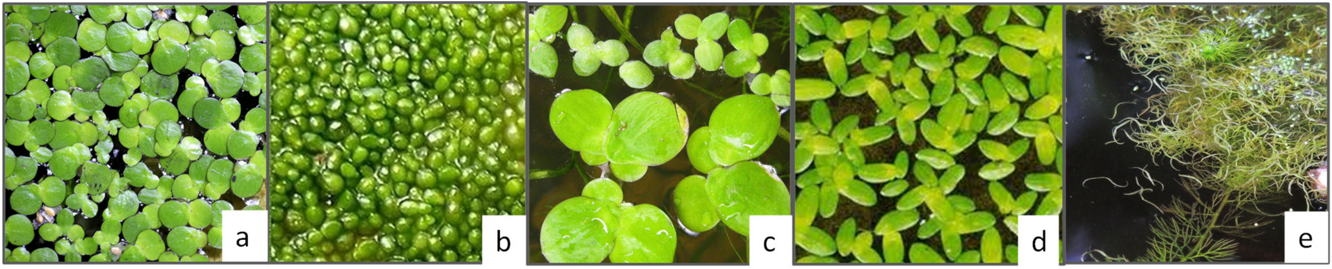 Nutrients 15 01509 g005