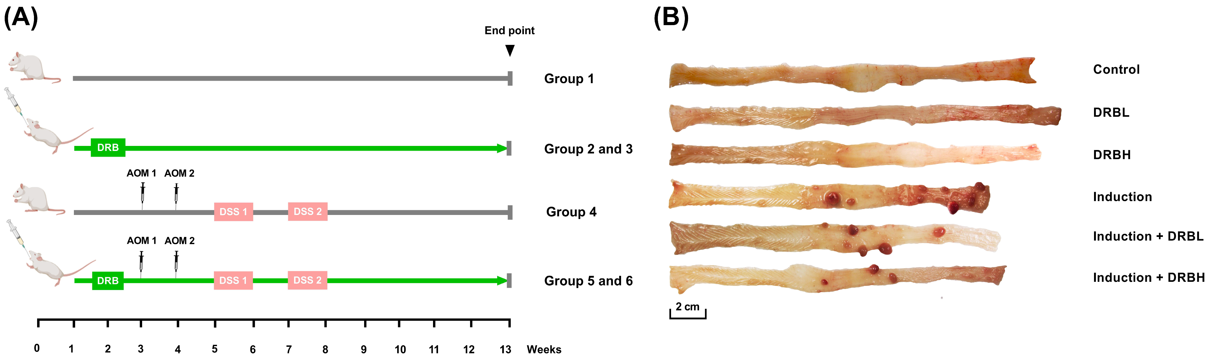 Nutrients 15 01528 g001 Nutrients 15 01528 g001