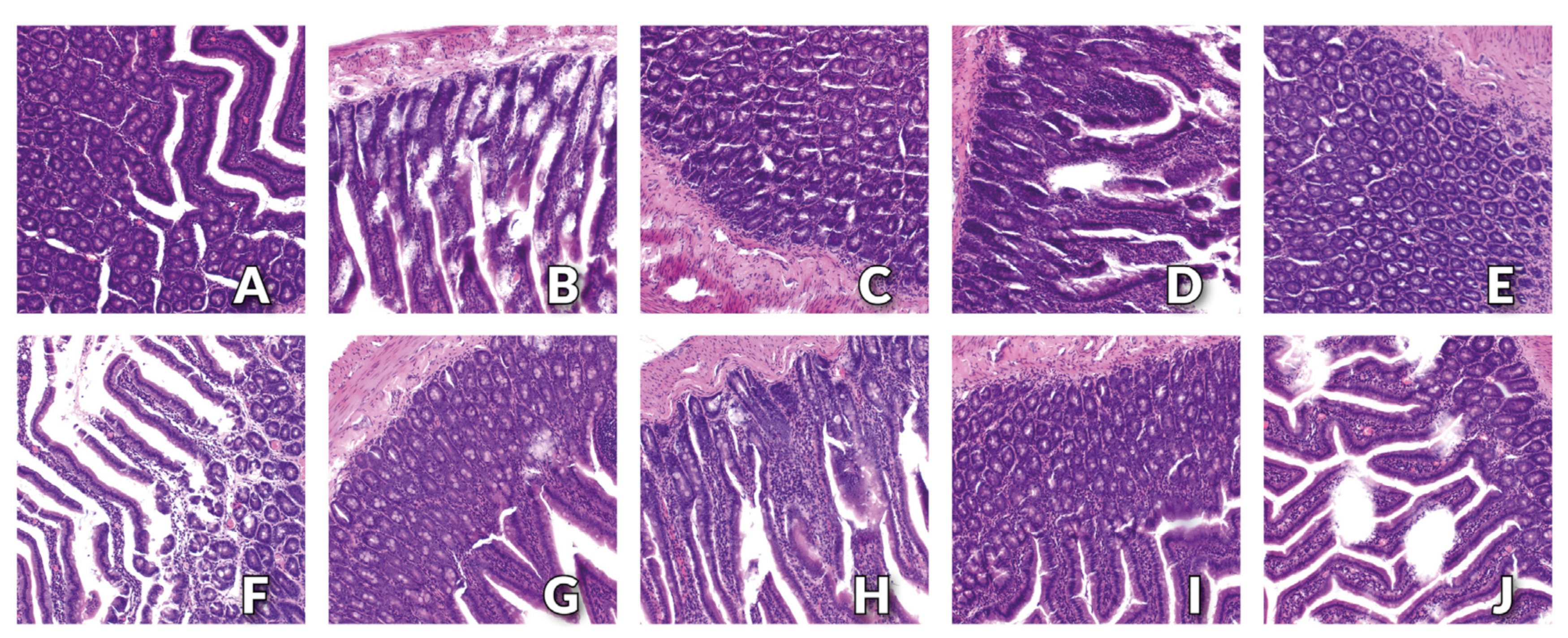 Nutrients 15 01588 g001 Nutrients 15 01588 g001