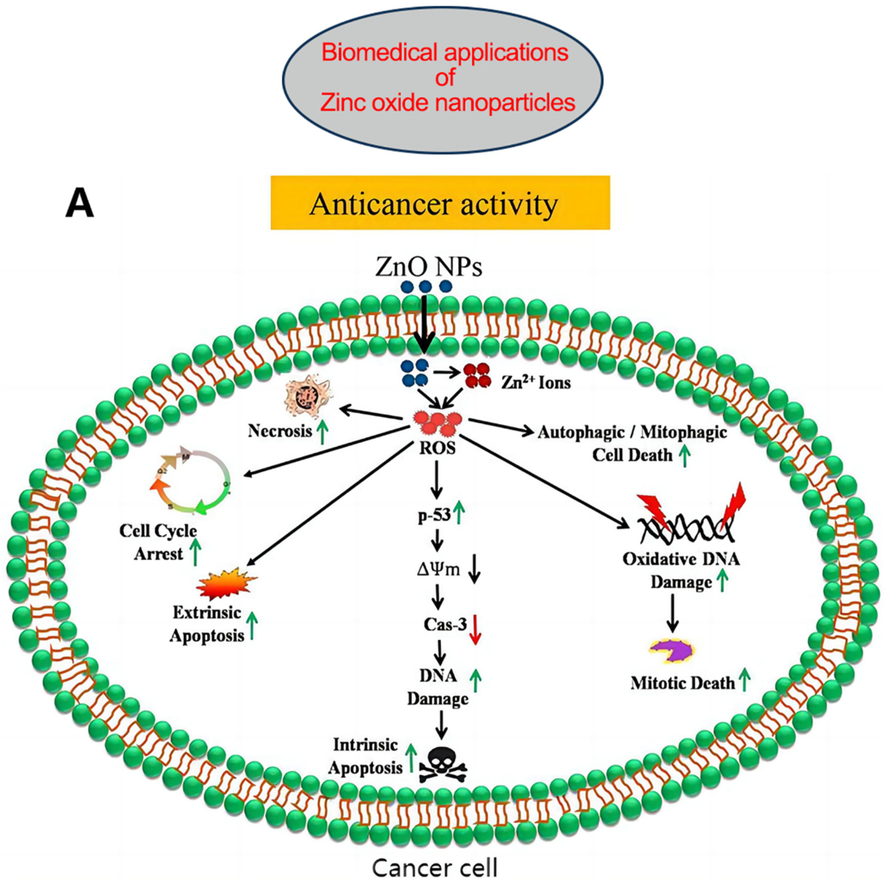 Nutrients 15 01703 g003a Nutrients 15 01703 g003a
