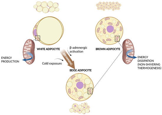 The Crosstalk between Gut Microbiota and White Adipose Tissue ...