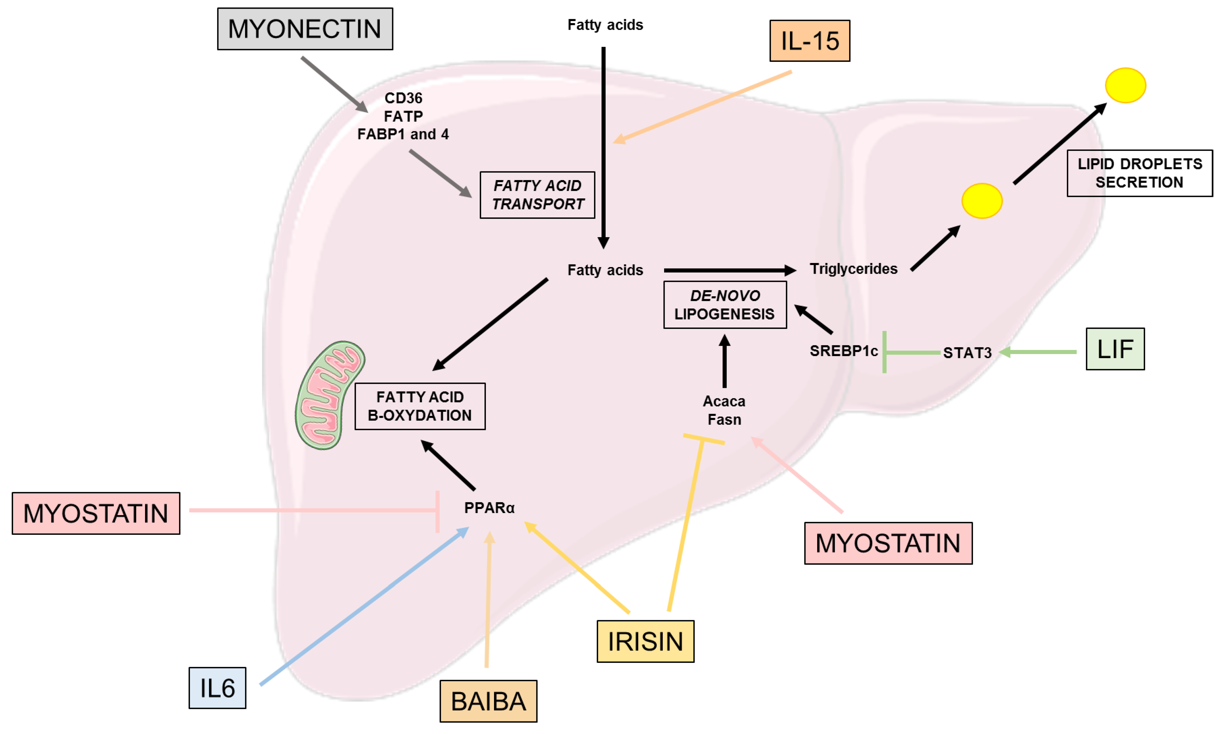 Nutrients 15 01729 g002 Nutrients 15 01729 g002
