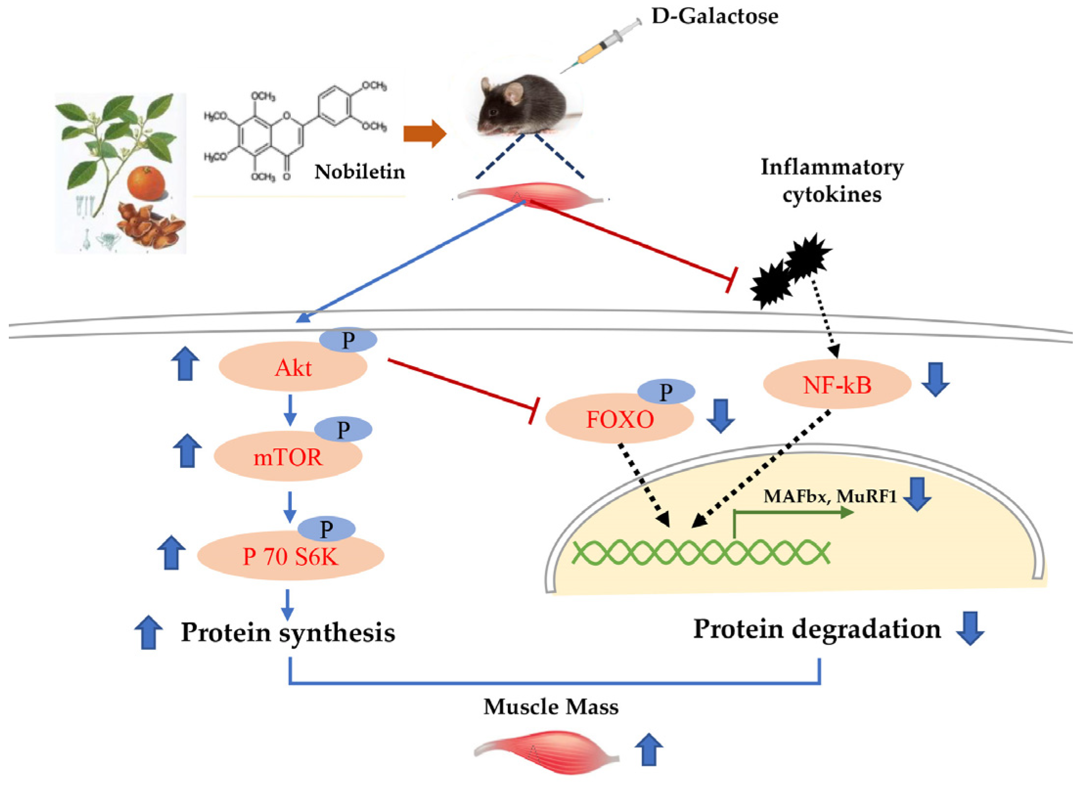 Nutrients 15 01801 g006