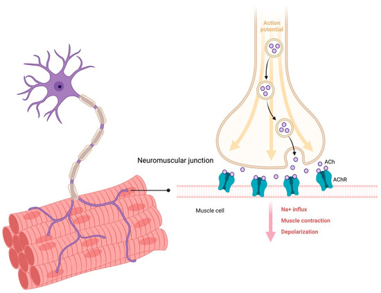 Sarcopenia and Cognitive Decline in Older Adults: Targeting
