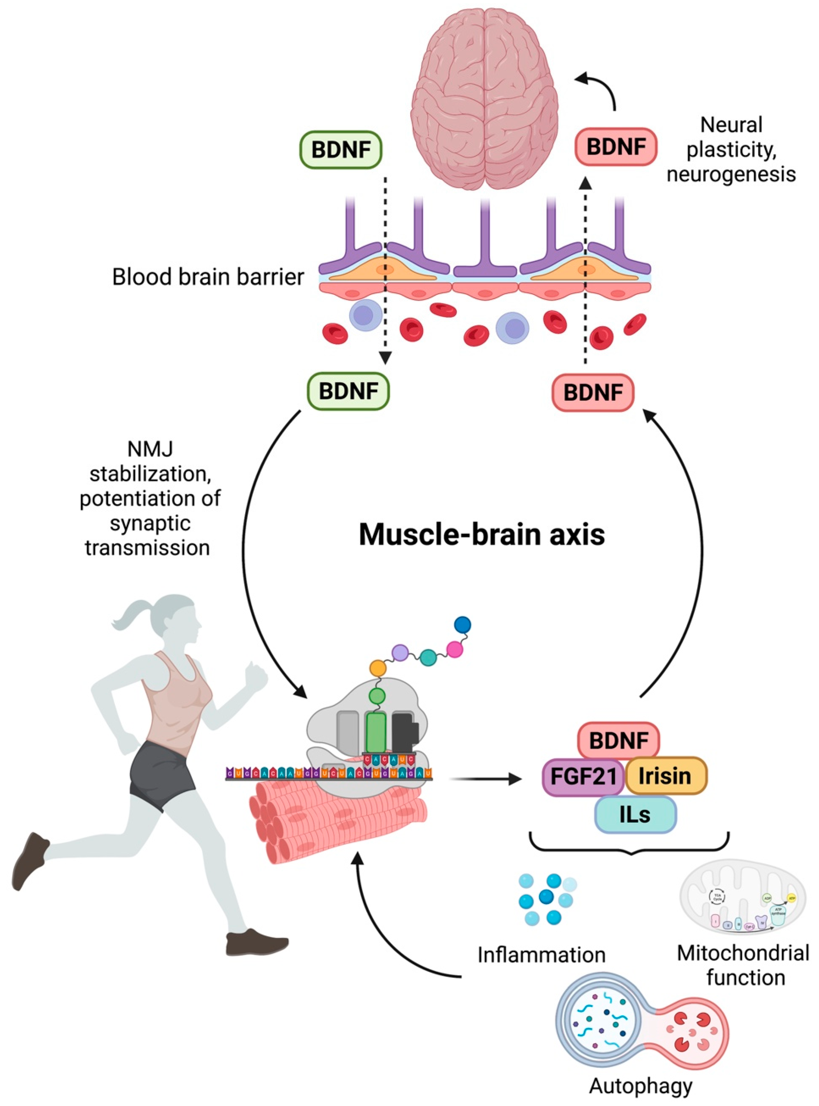 Muscle Diseases (神経学) miR-222 Is Involved in the Amelioration Effect of Genistein