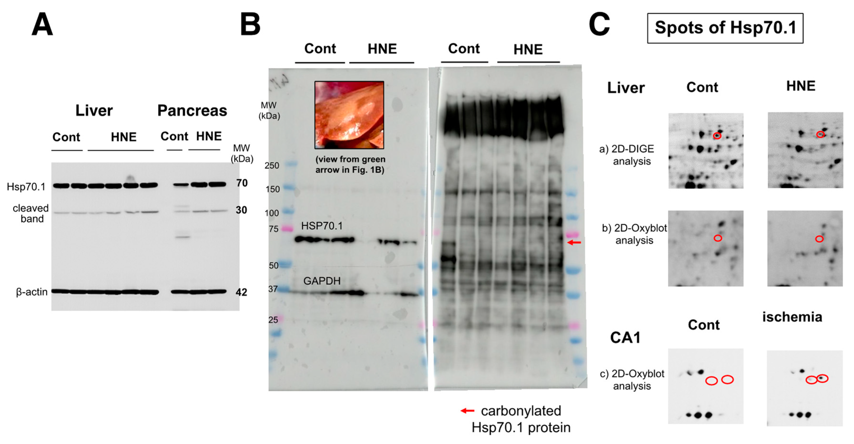 Nutrients 15 01904 g004