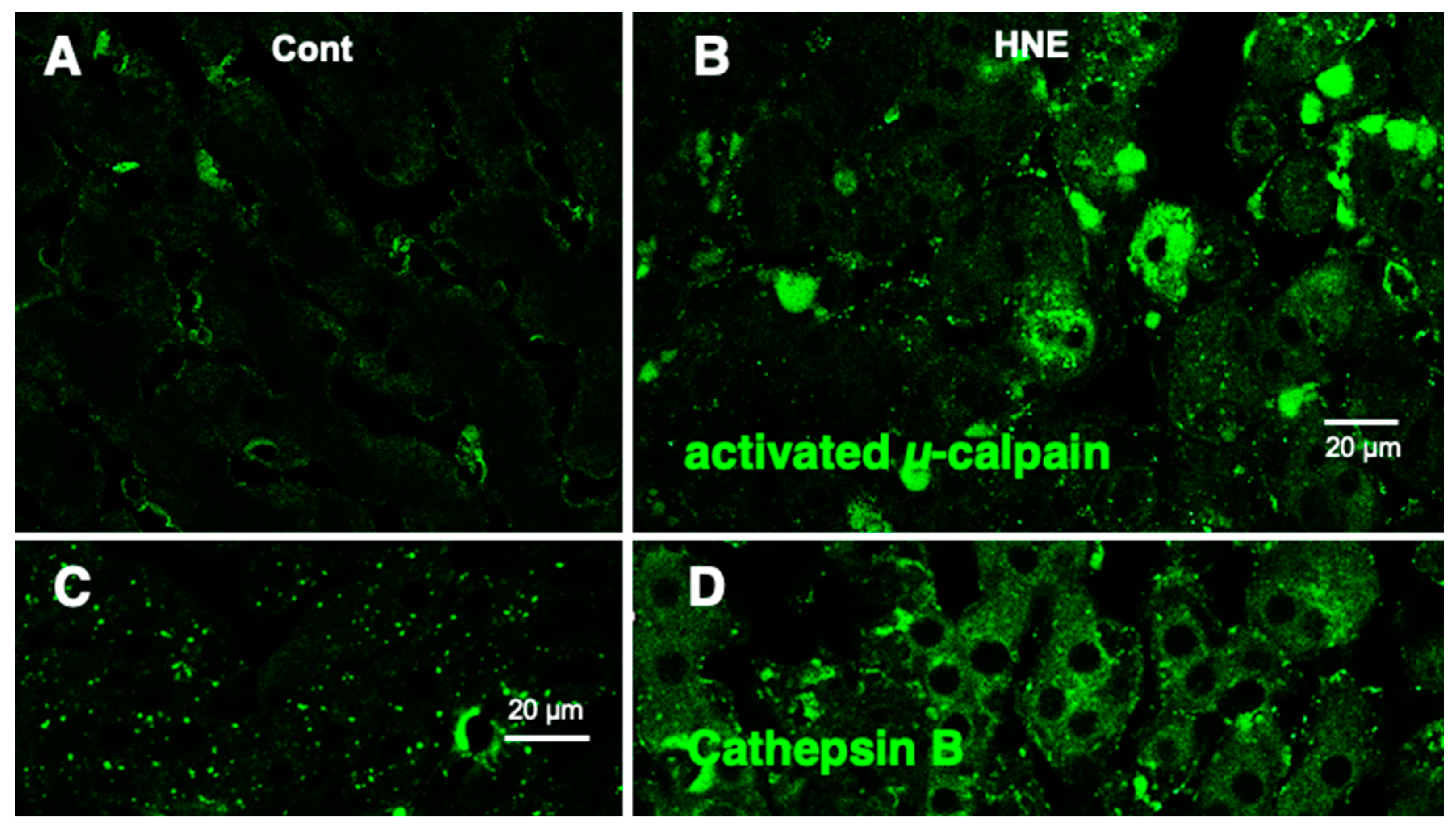 Nutrients 15 01904 g006