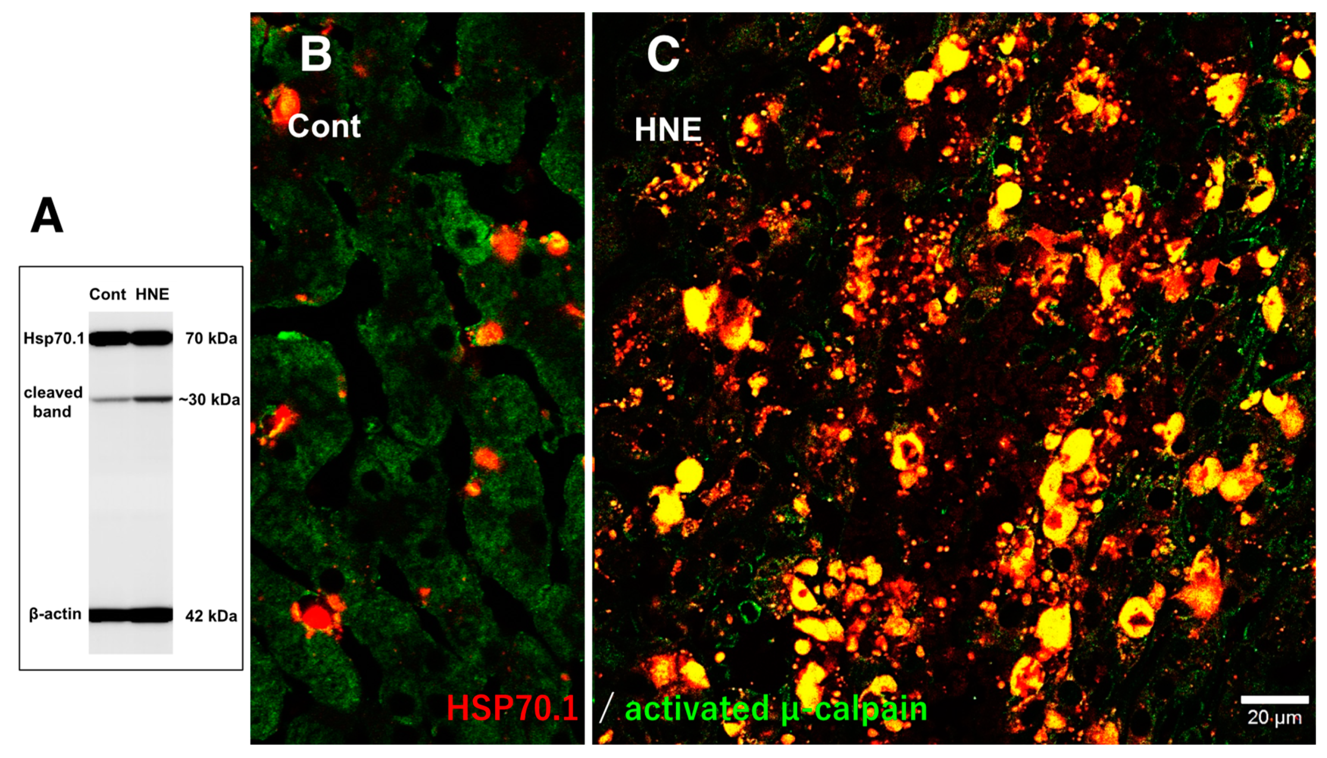 Nutrients 15 01904 g007