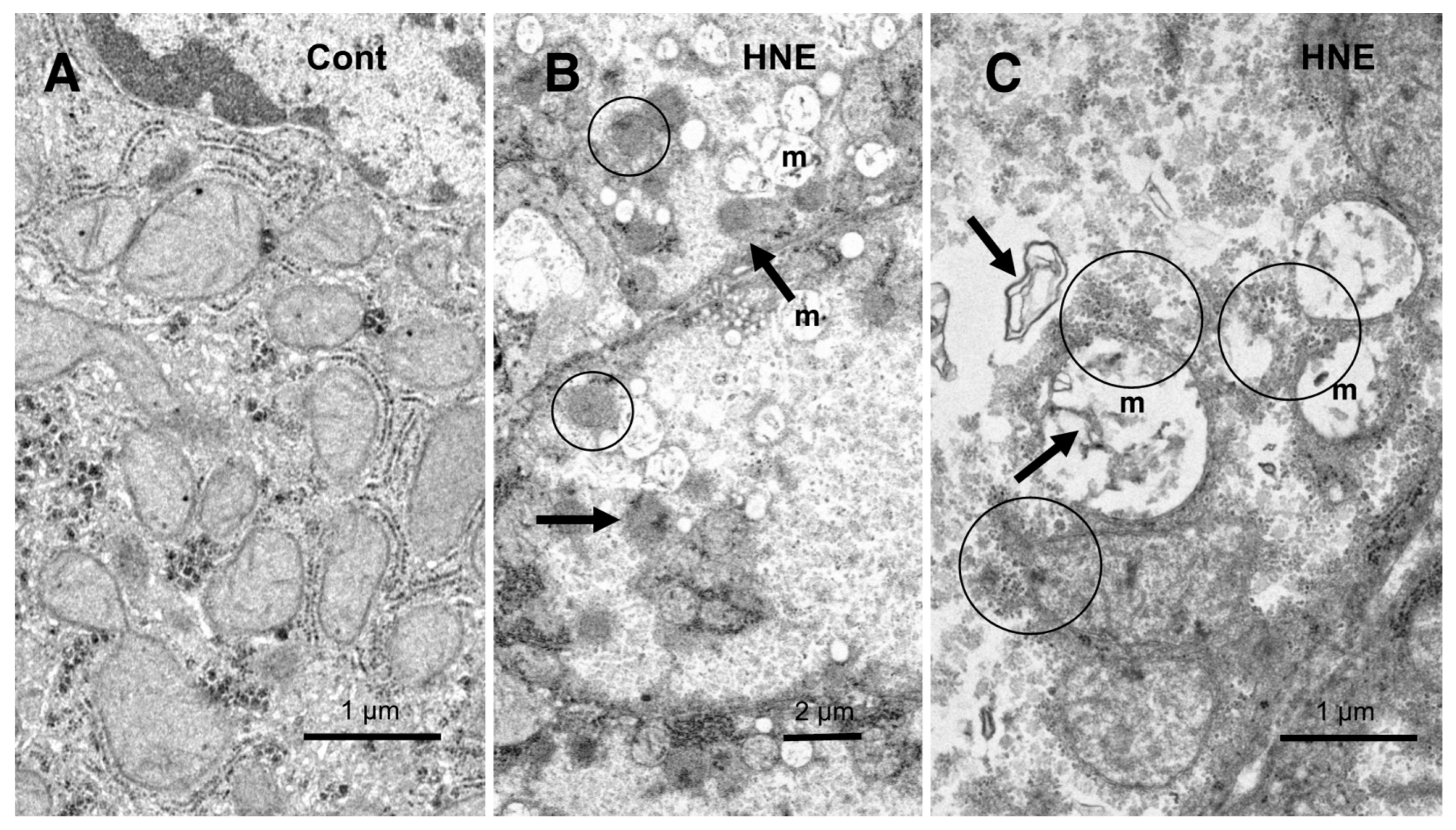 Nutrients 15 01904 g009