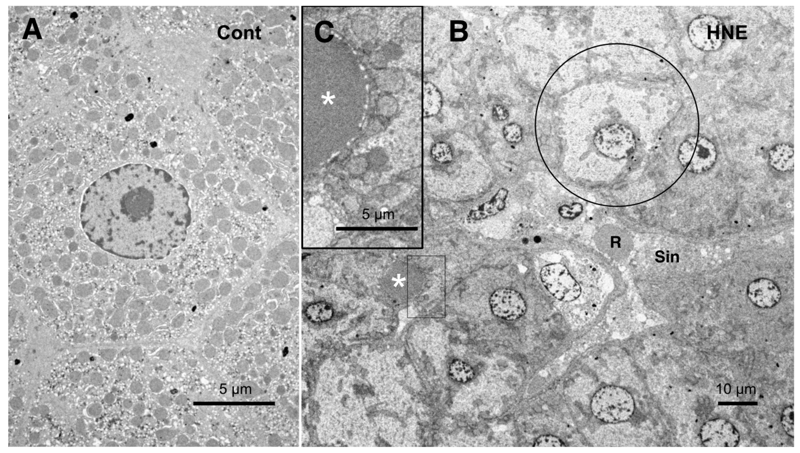 Nutrients 15 01904 g010