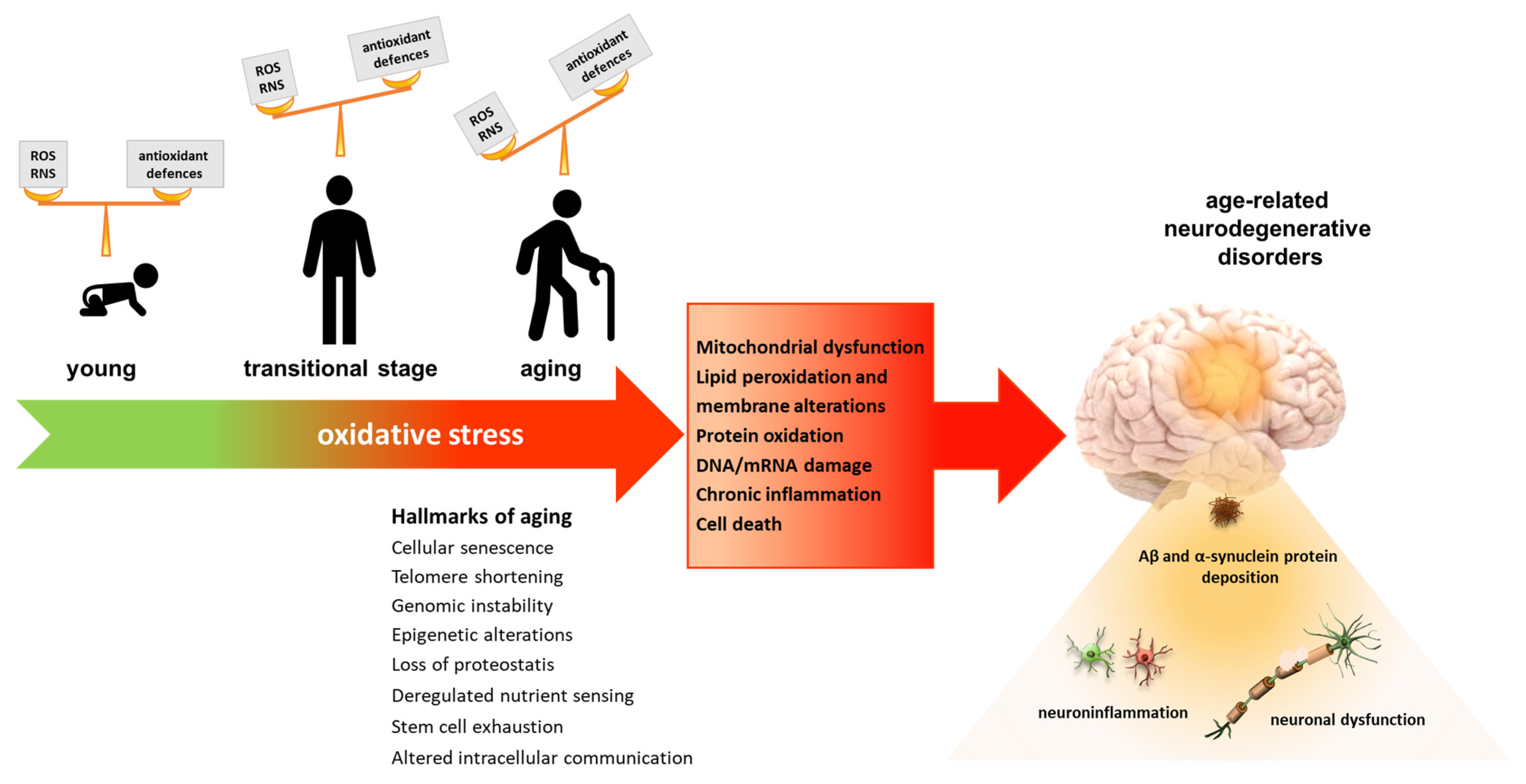 Cellular responses following retinal injuries and therapeutic approaches  for neurodegenerative diseases - ScienceDirect