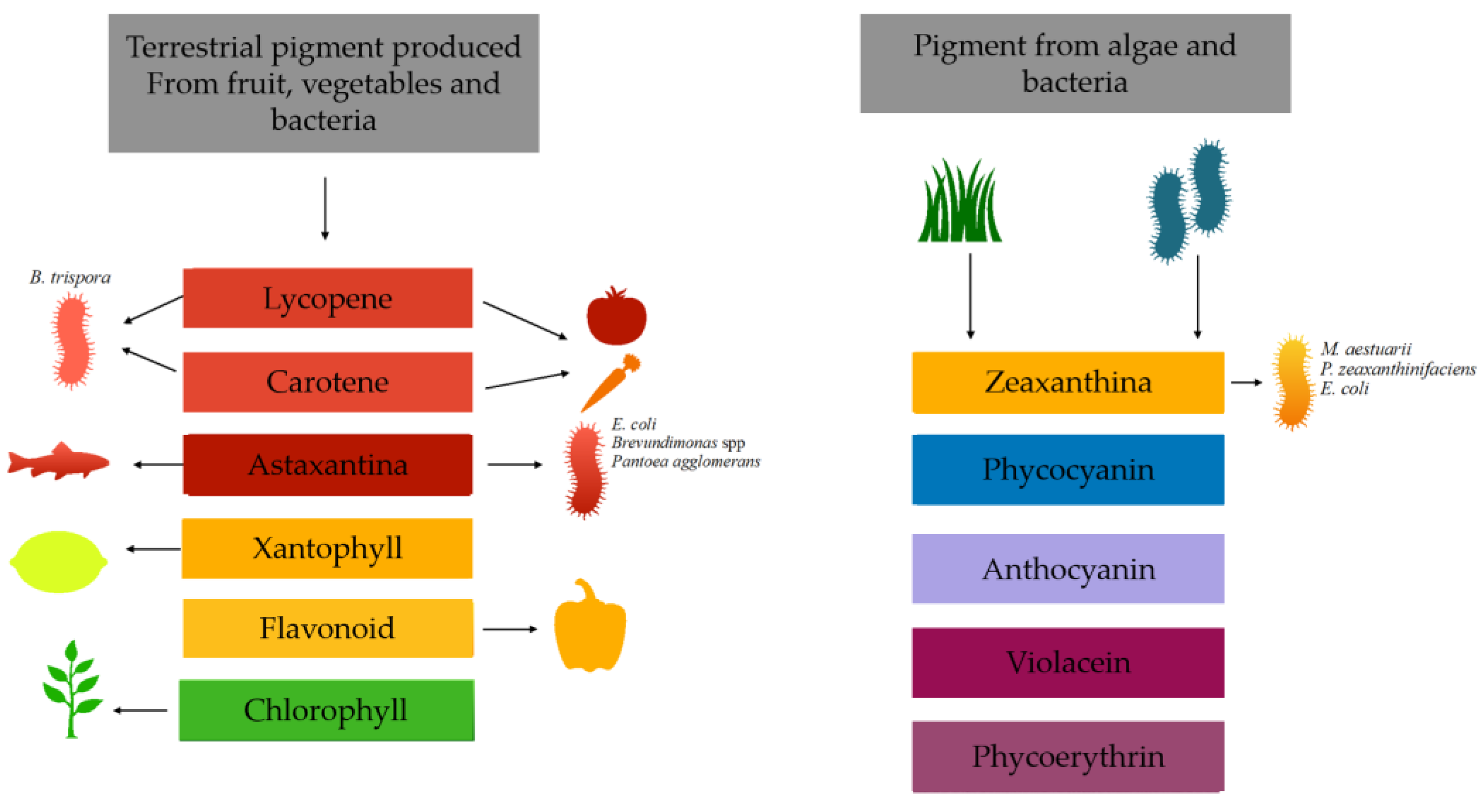 Pigment In Plants pigment-in-plants