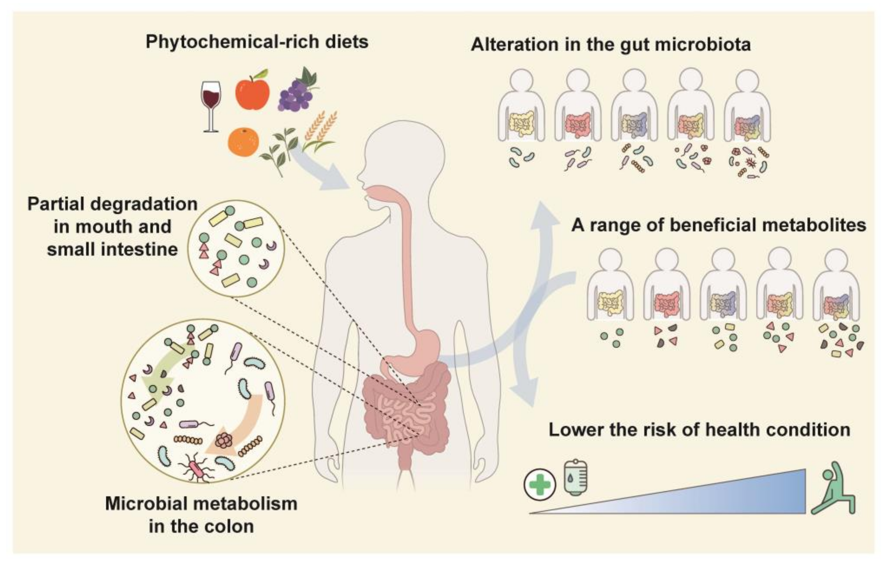 Interplay between Phytochemicals and the Colonic Microbiota