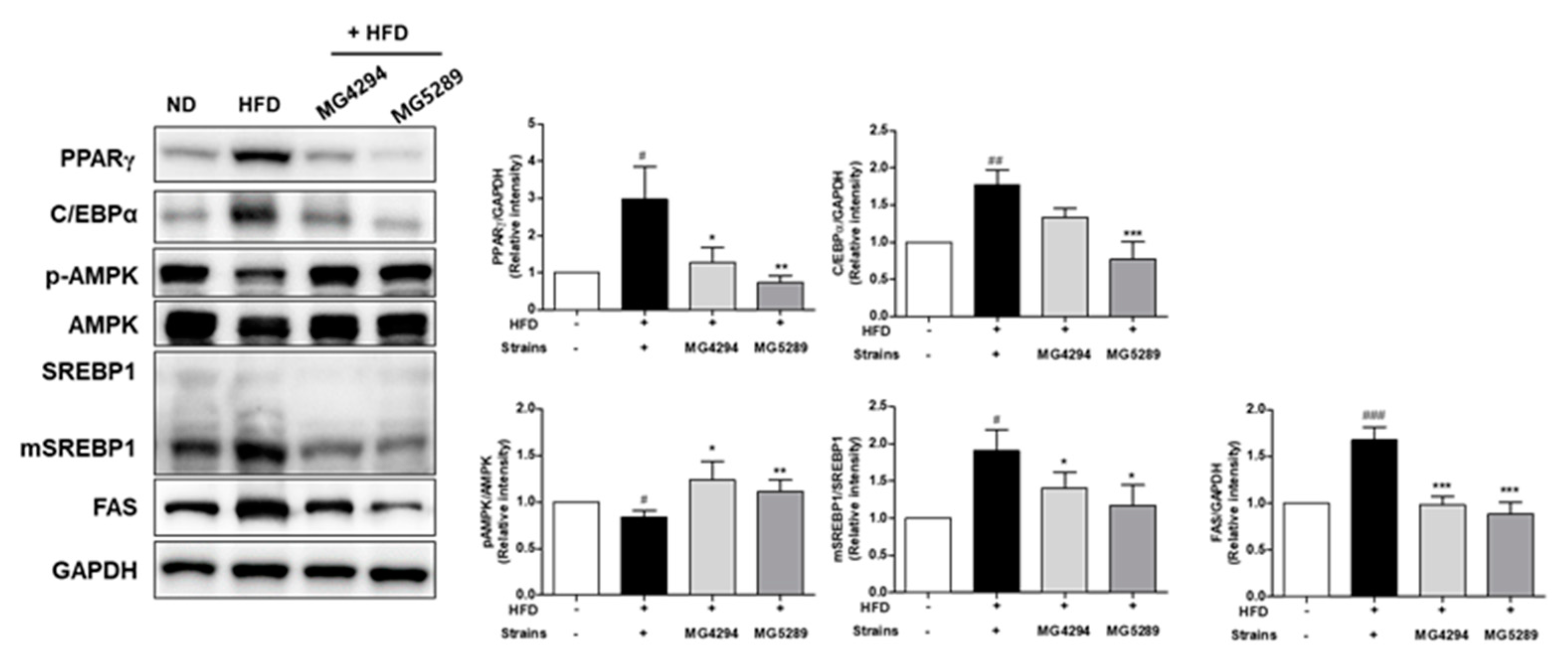 Nutrients 15 02005 g007 Nutrients 15 02005 g007