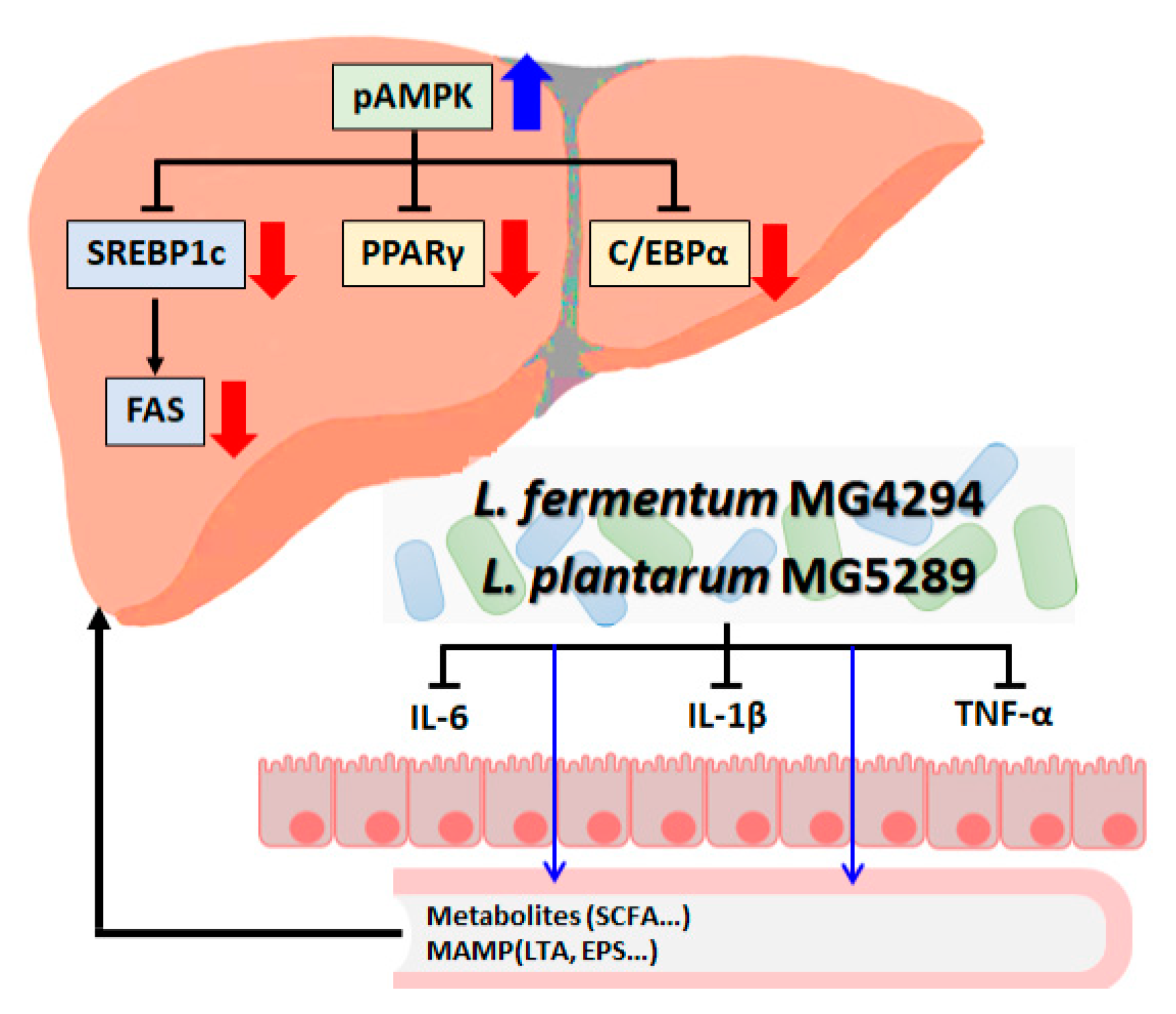 Nutrients 15 02005 g009 Nutrients 15 02005 g009