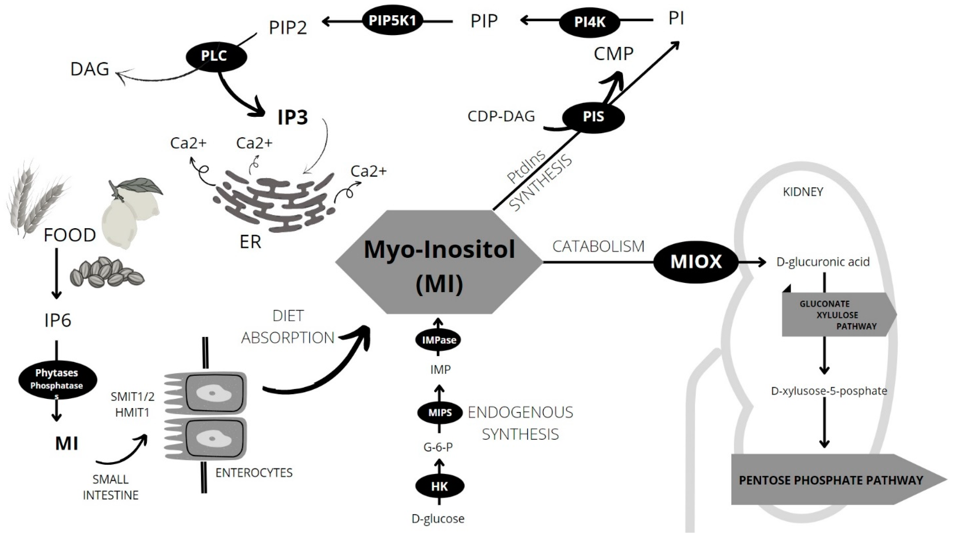 Nutrients 15 02029 g001 Nutrients 15 02029 g001