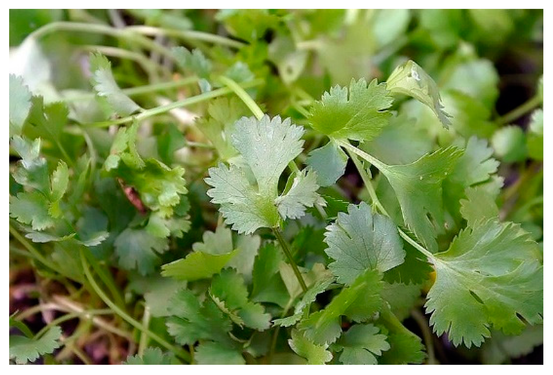 Nutrients 15 02070 g004 Nutrients 15 02070 g004