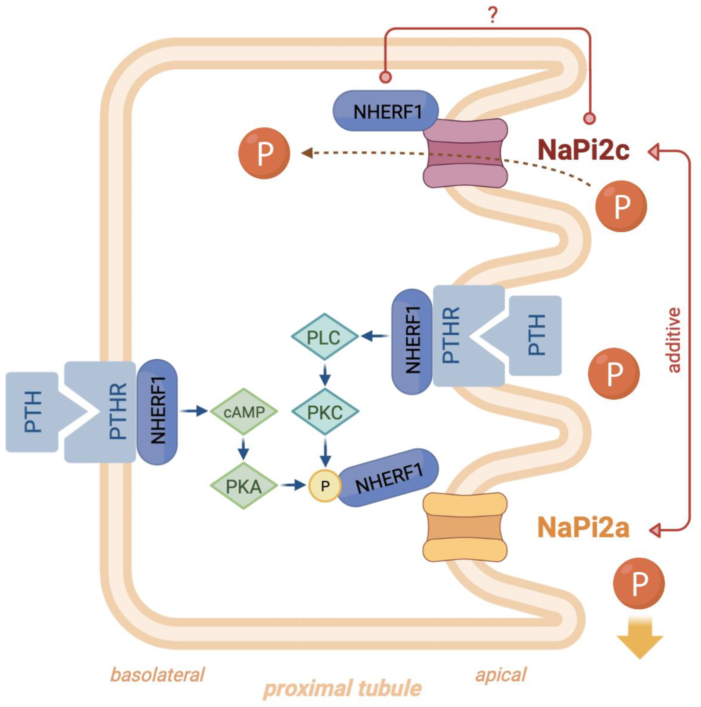 Nutrients 15 02081 g004 Nutrients 15 02081 g004