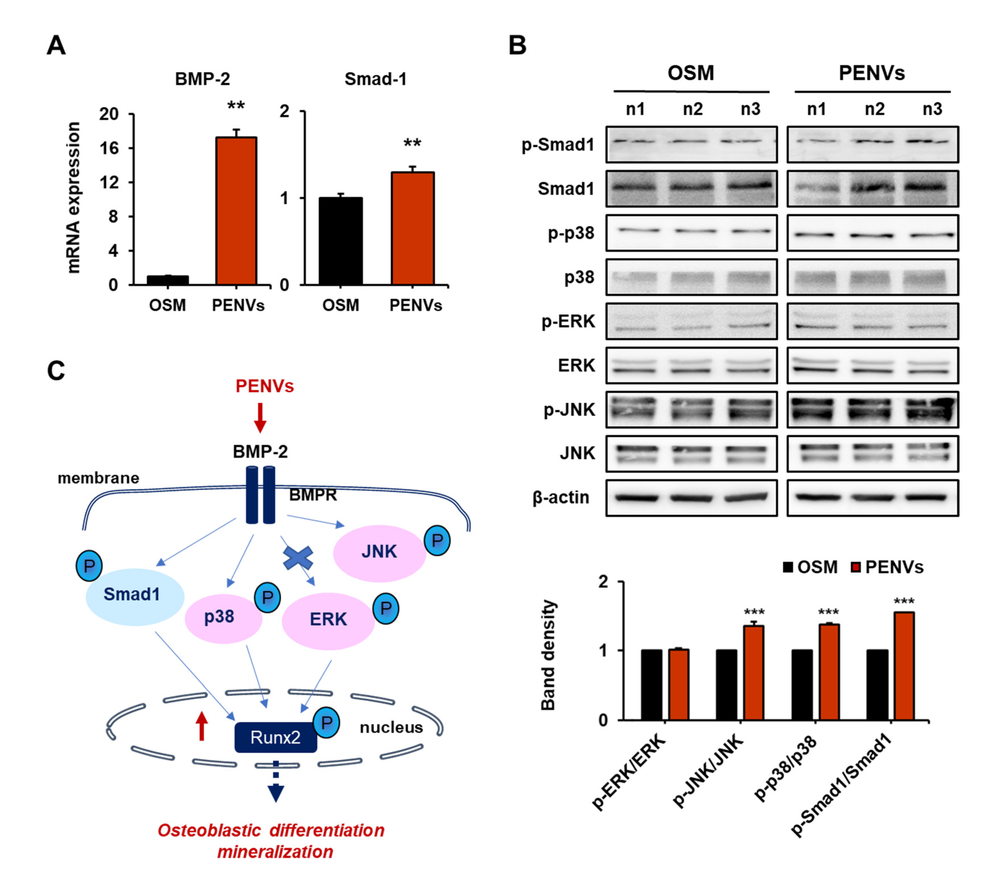 Nutrients 15 02107 g004 Nutrients 15 02107 g004
