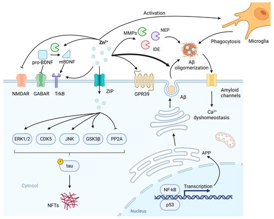 Zinc and Central Nervous System Disorders