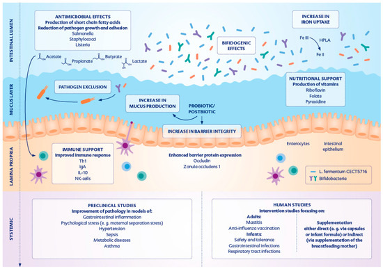 Limosilactobacillus fermentum CECT5716: Clinical Potential of a Probiotic  Strain Isolated from Human Milk