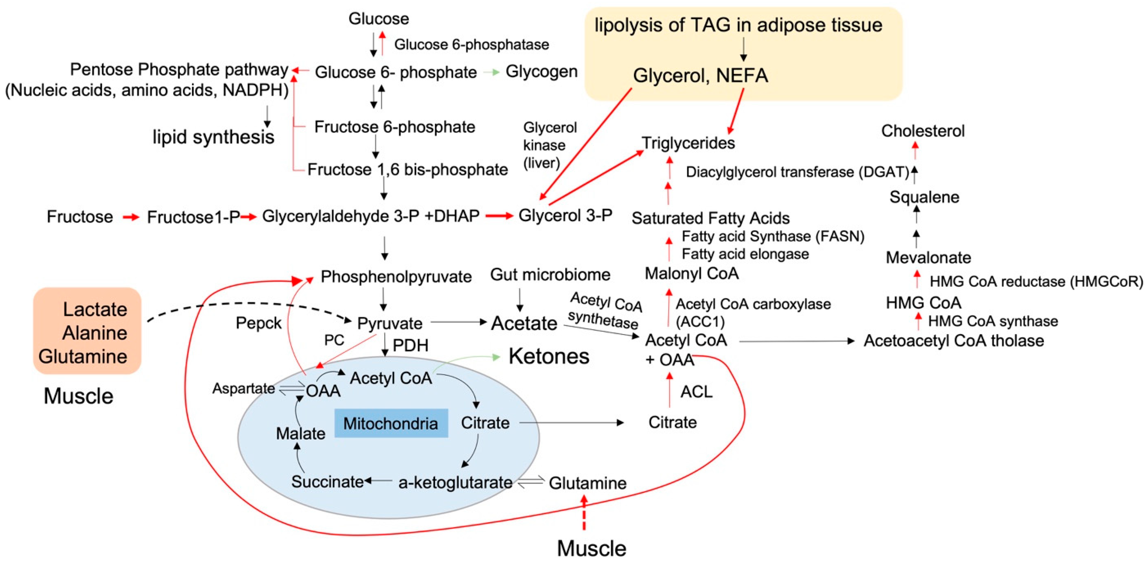Nutrients 15 02323 g002 Nutrients 15 02323 g002