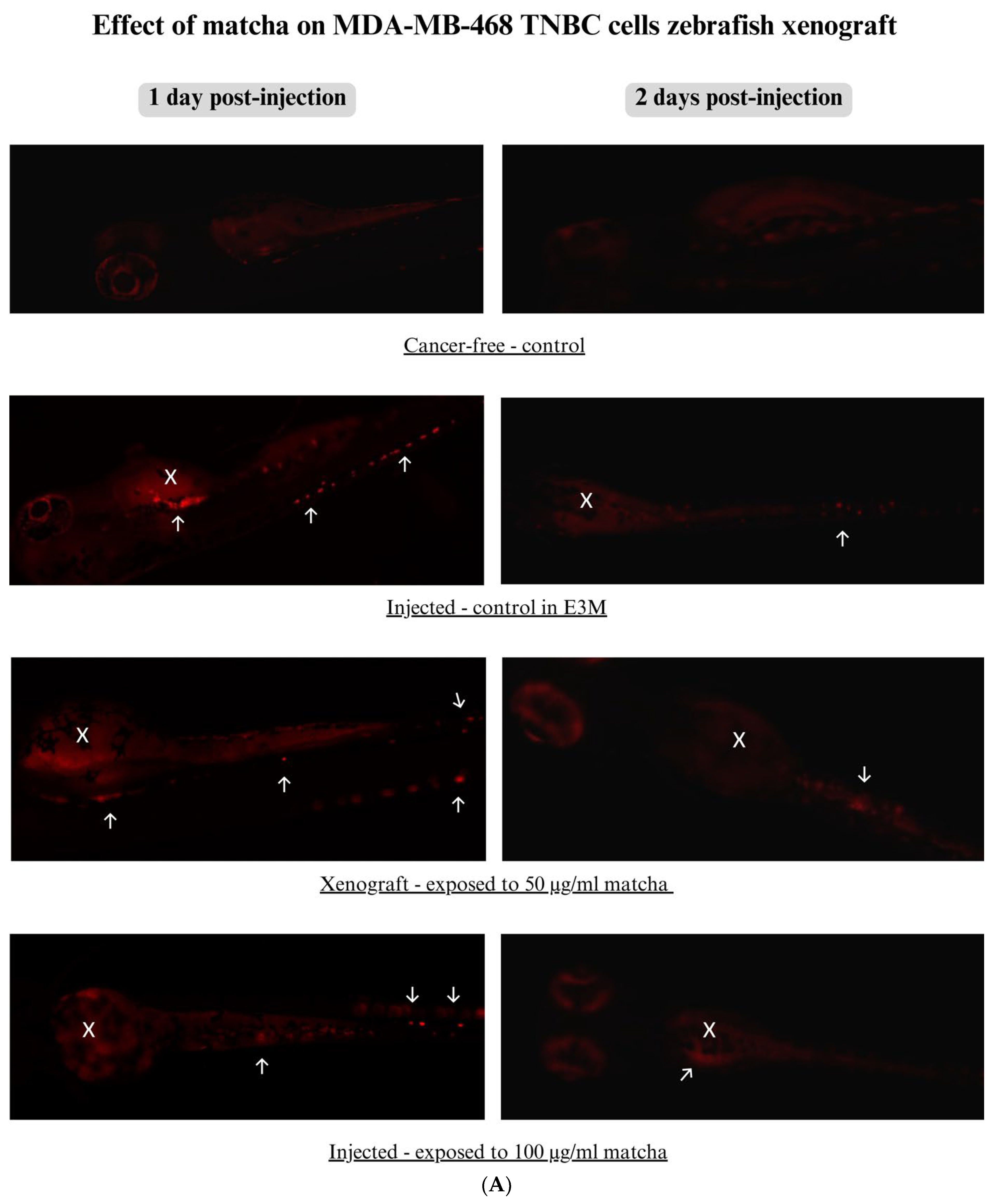 Nutrients 15 02369 g007a Nutrients 15 02369 g007a