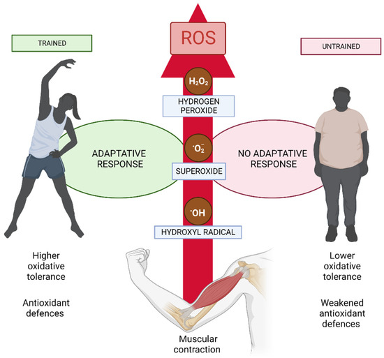 Nutrients Free FullText Antioxidants and Sports Performance
