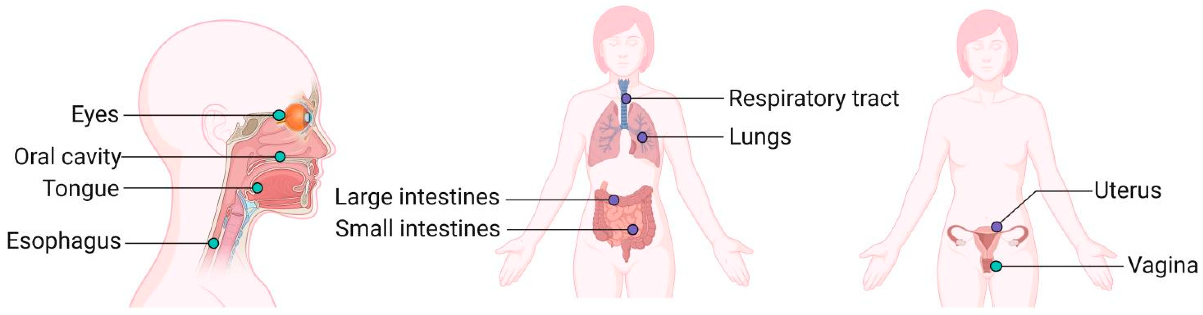 Study of the Relationship between Mucosal Immunity and