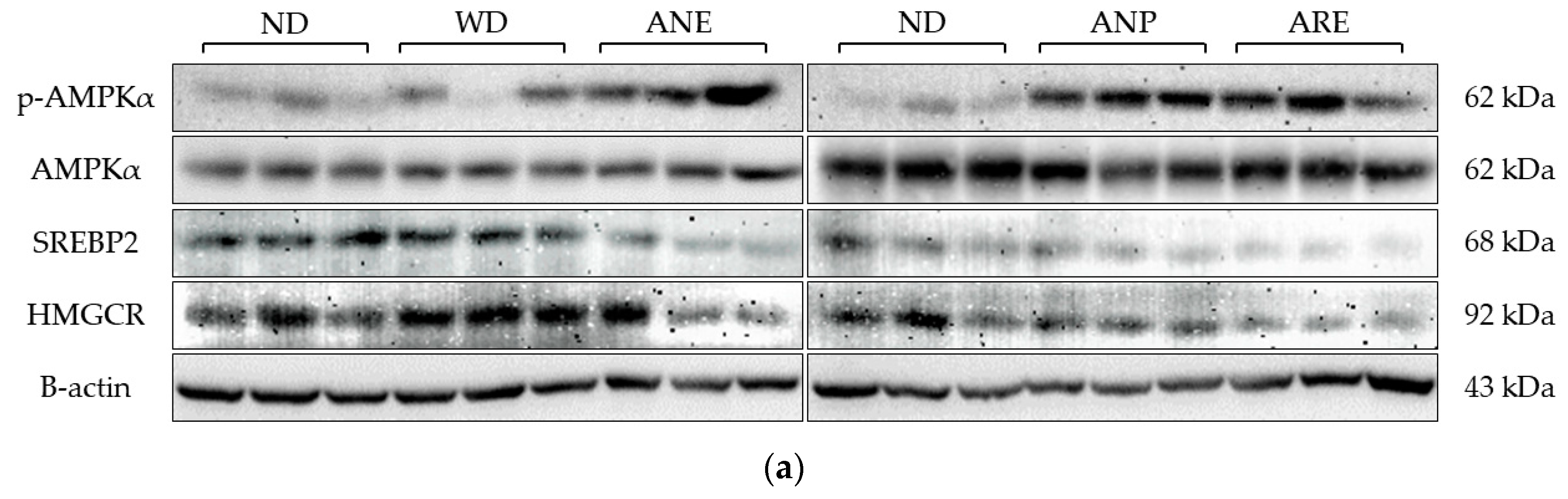 Nutrients 15 02403 g005a Nutrients 15 02403 g005a