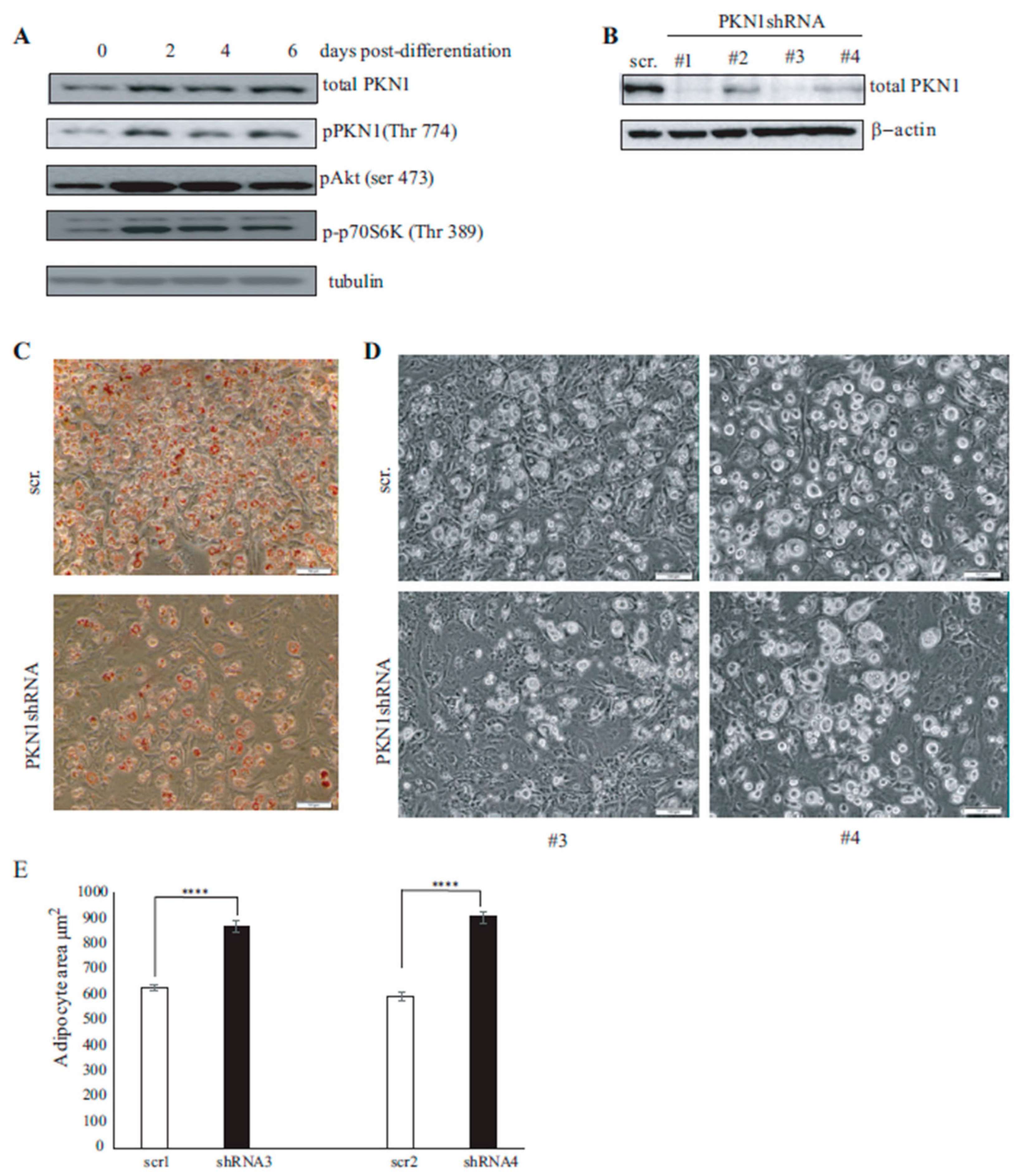 Nutrients 15 02414 g003 Nutrients 15 02414 g003