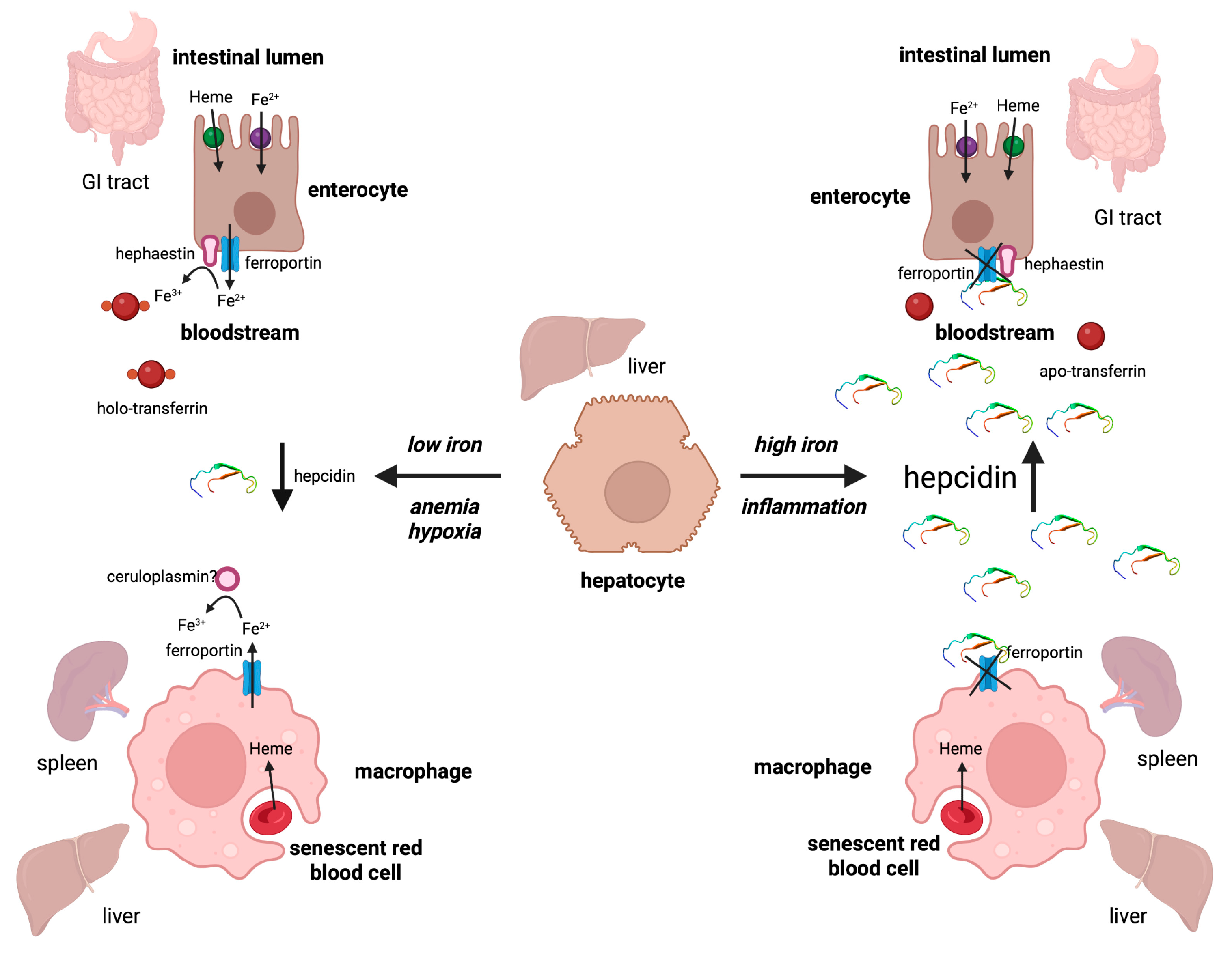 Nutrients 15 02441 g003 Nutrients 15 02441 g003